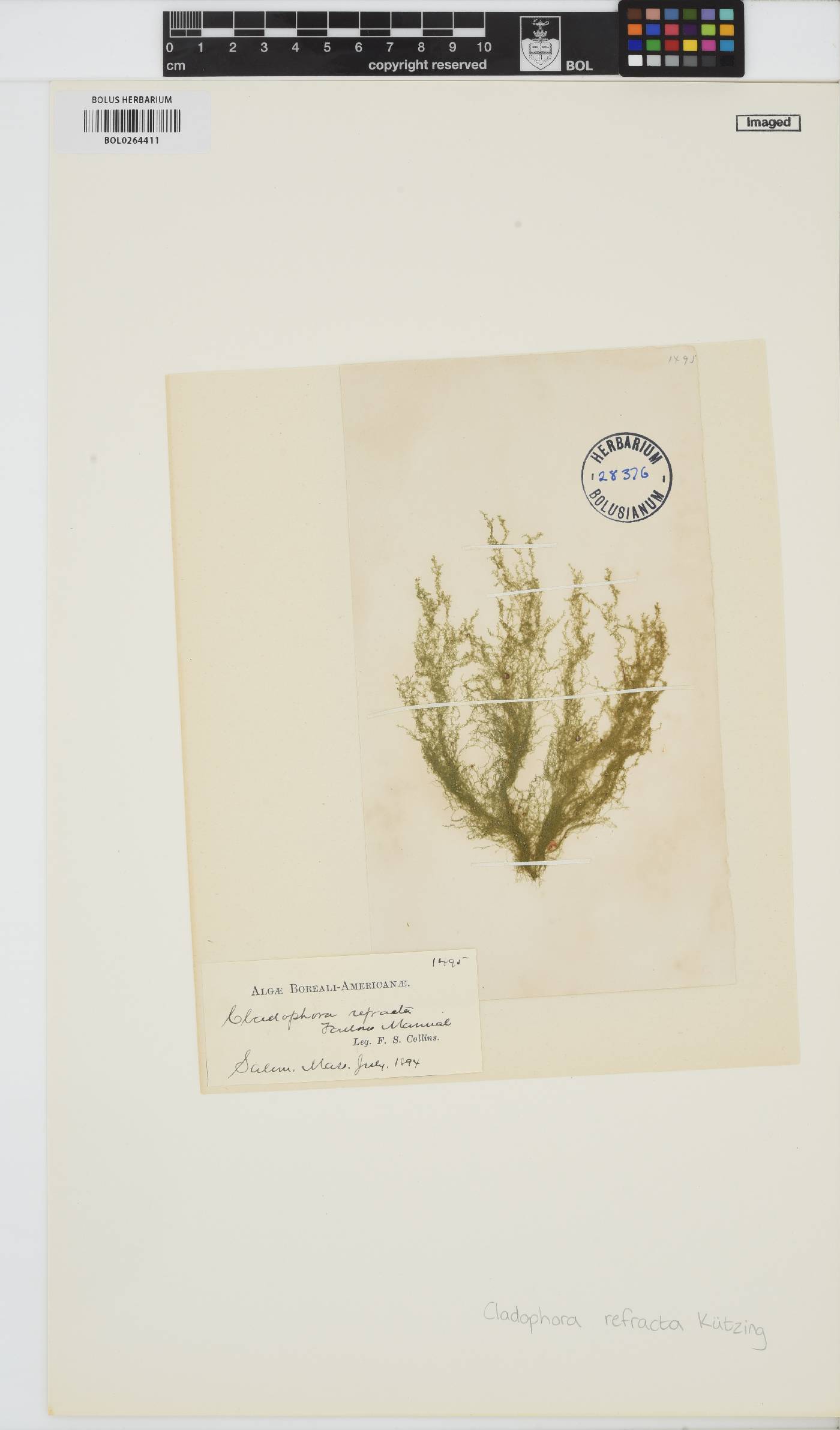 Cladophora refracta image