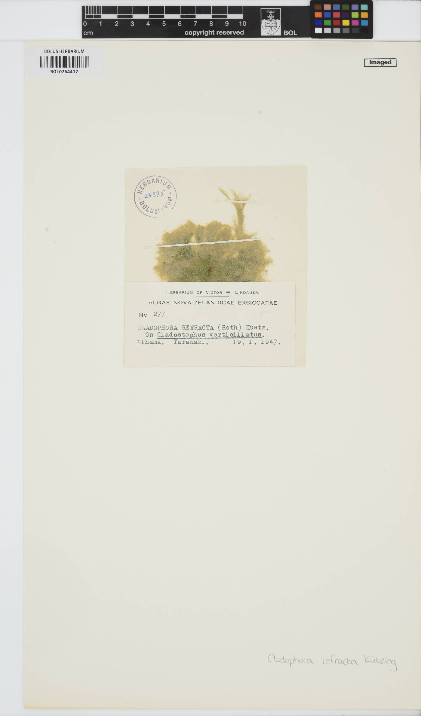 Cladophora refracta image
