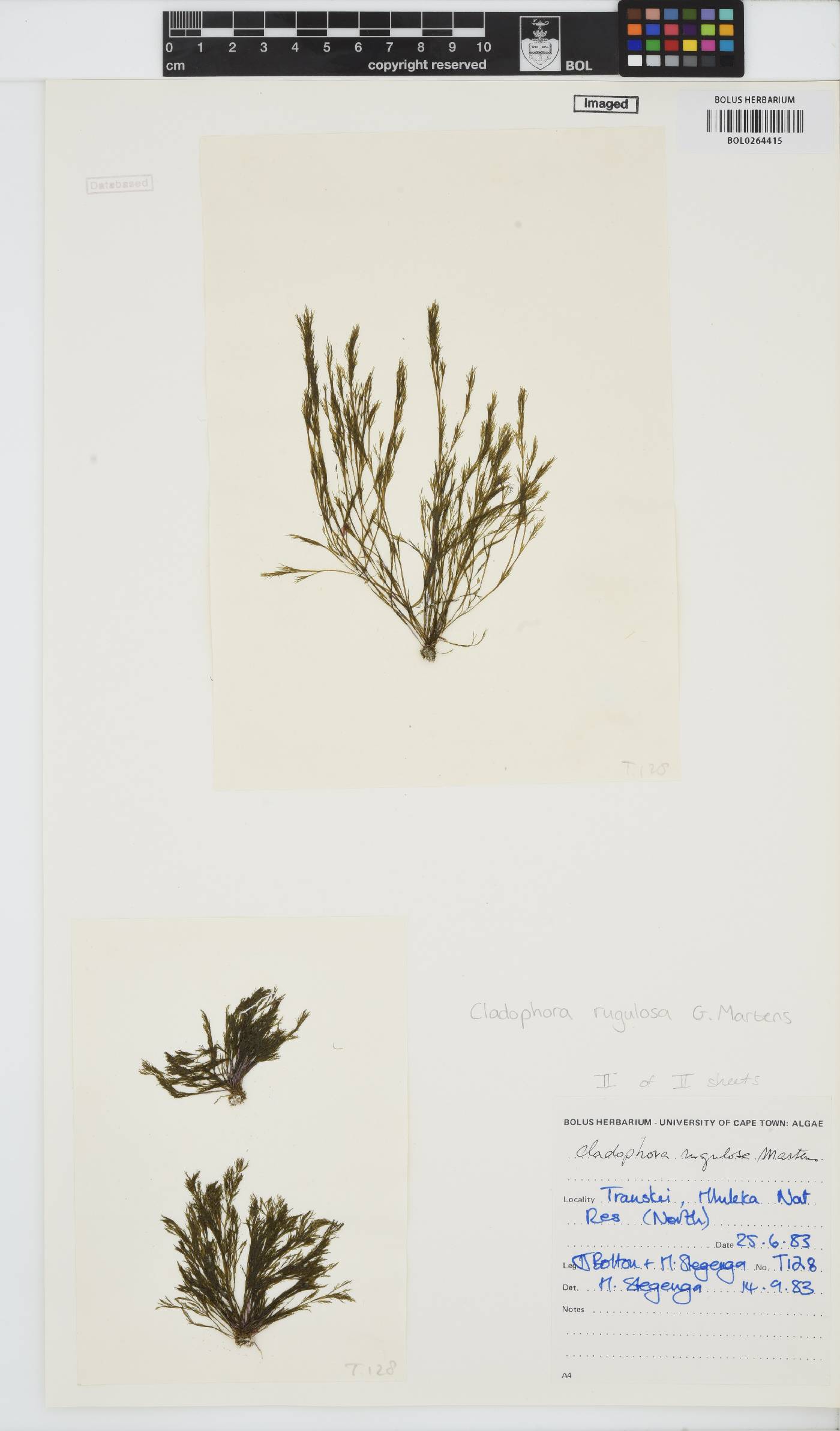 Cladophora rugulosa image