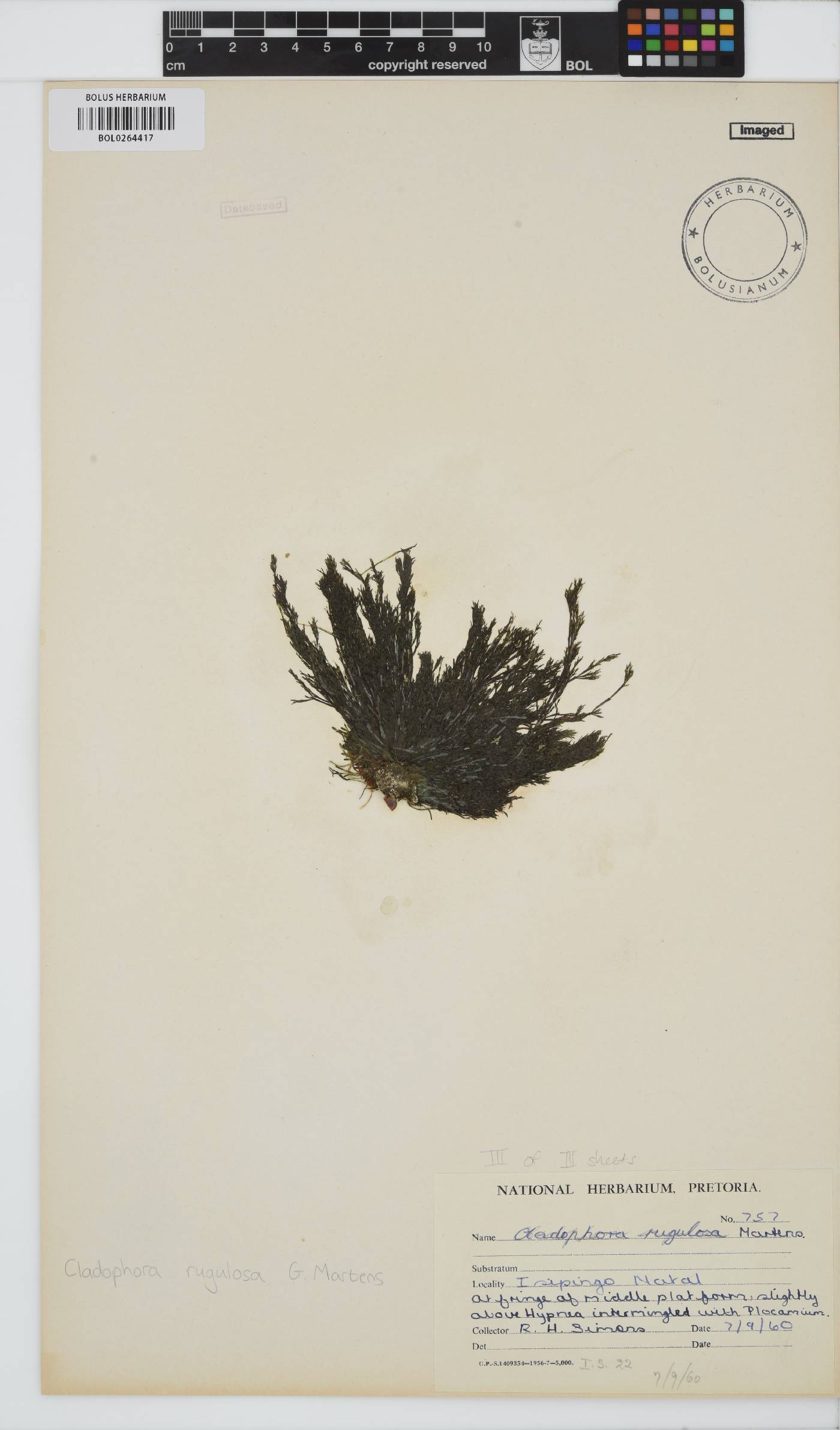 Cladophora rugulosa image