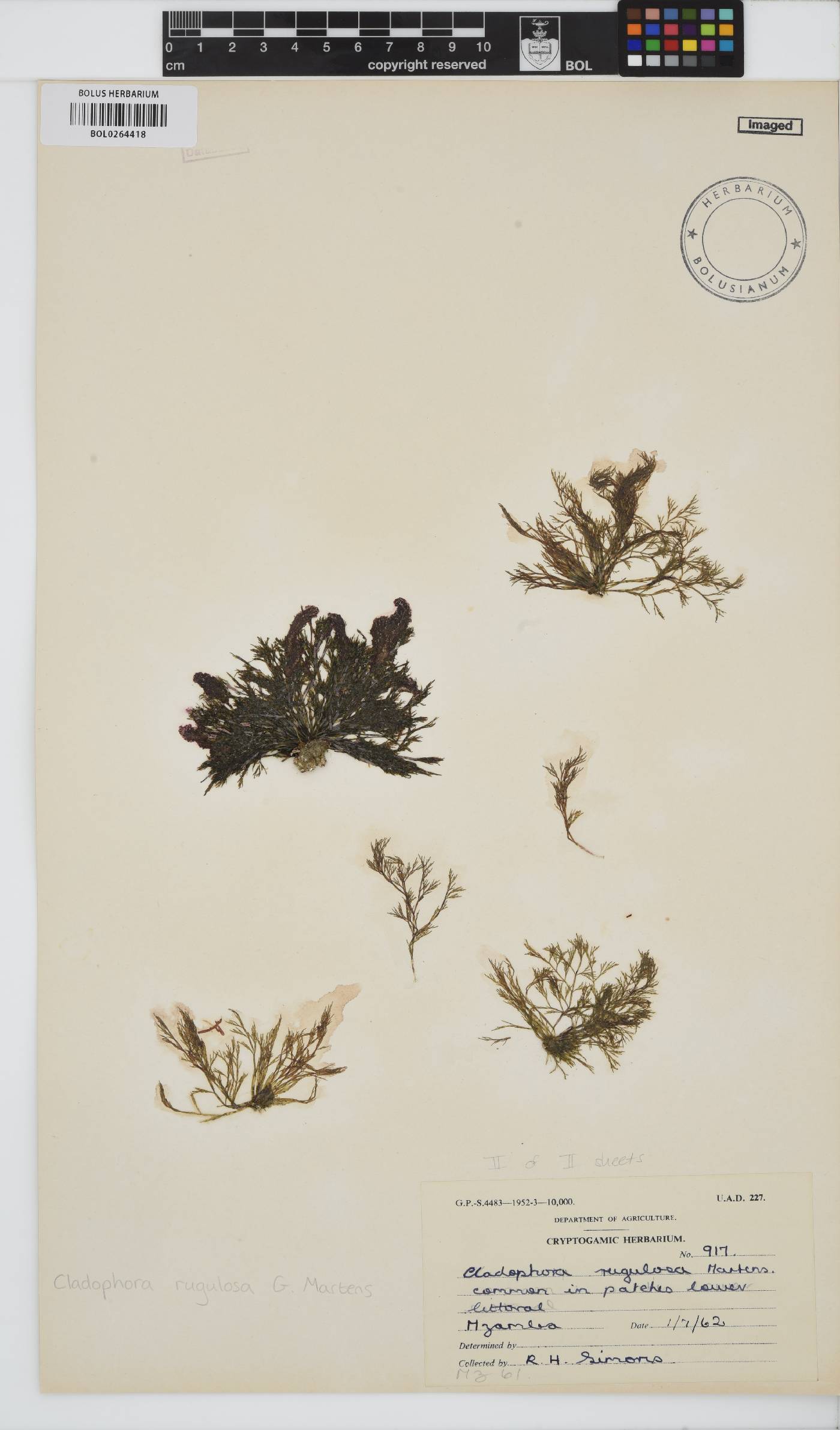 Cladophora rugulosa image