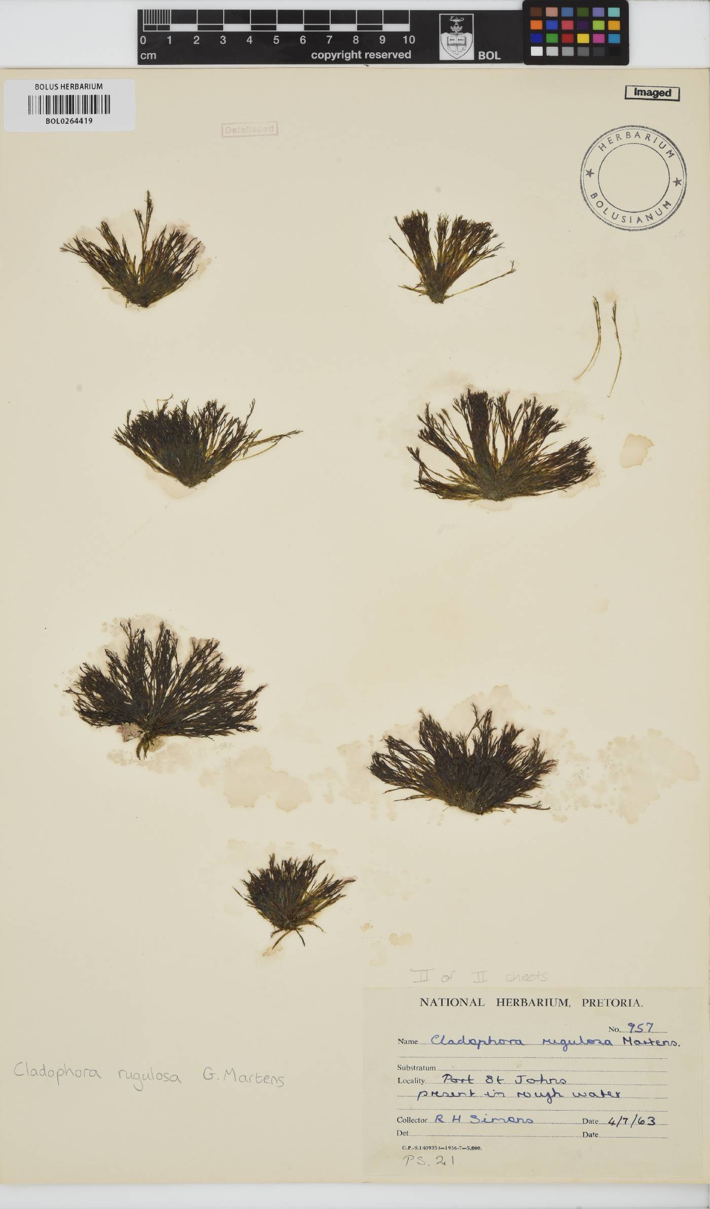 Cladophora rugulosa image