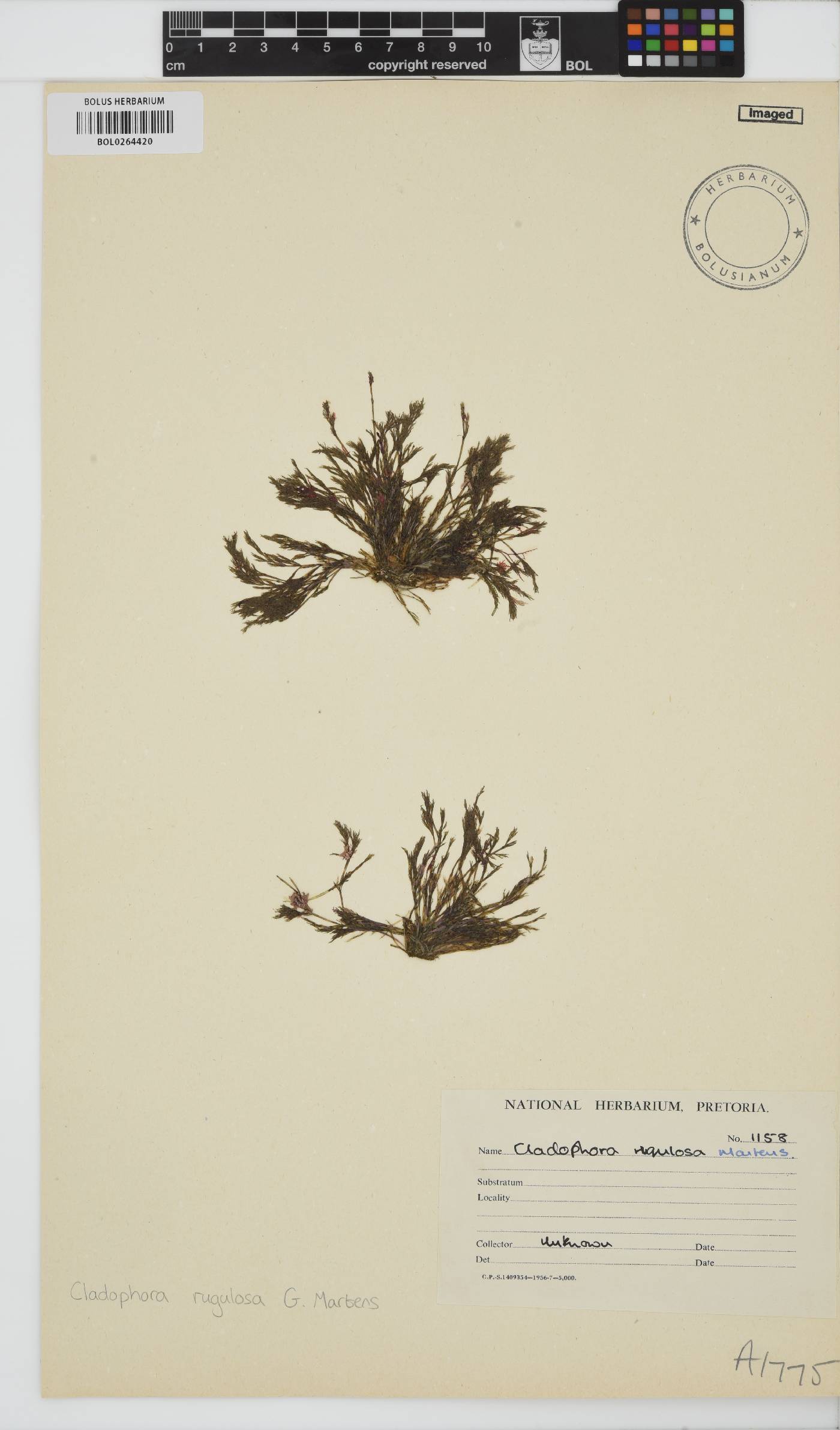 Cladophora rugulosa image