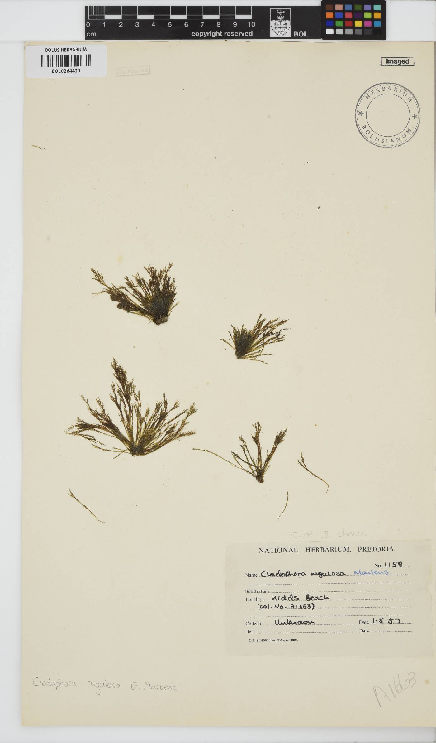 Cladophora rugulosa image