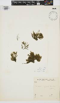 Rama rupestris image
