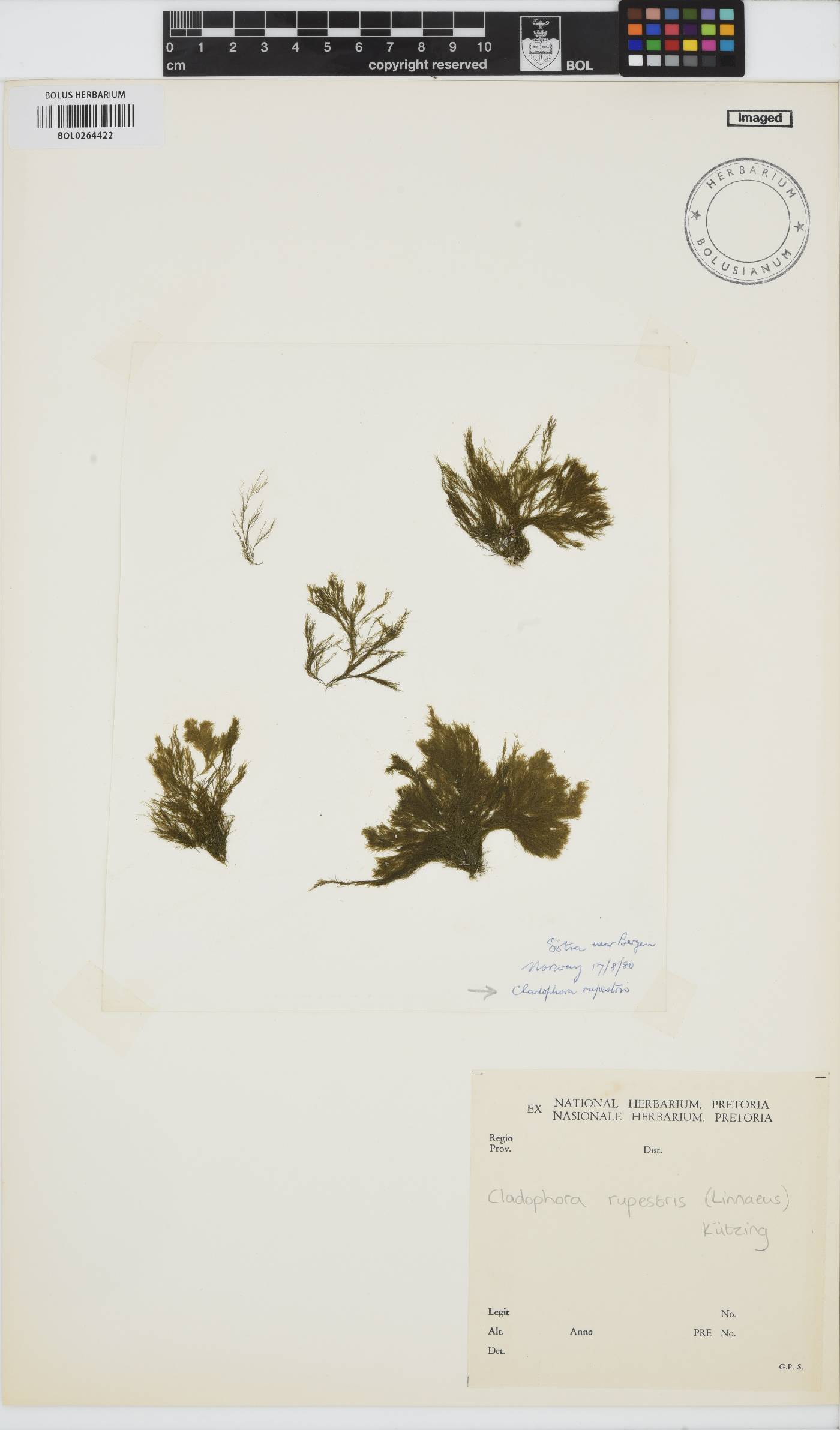 Rama rupestris image