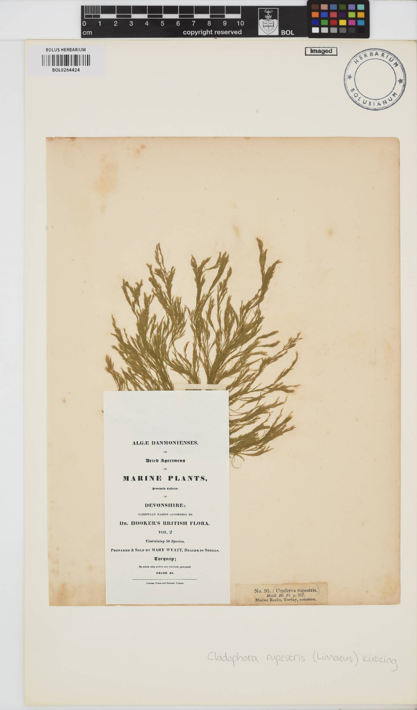 Rama rupestris image