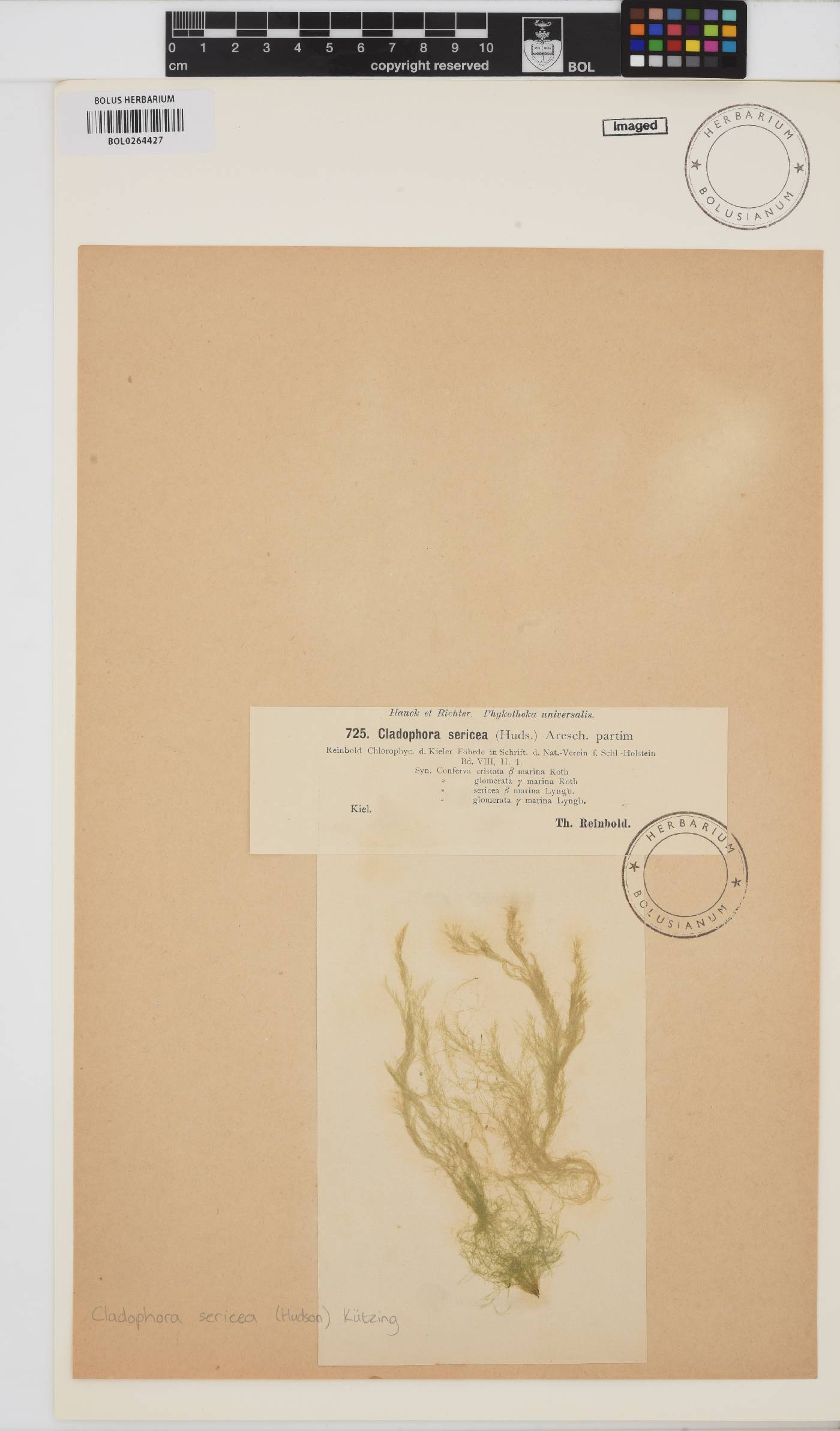 Cladophora sericea image