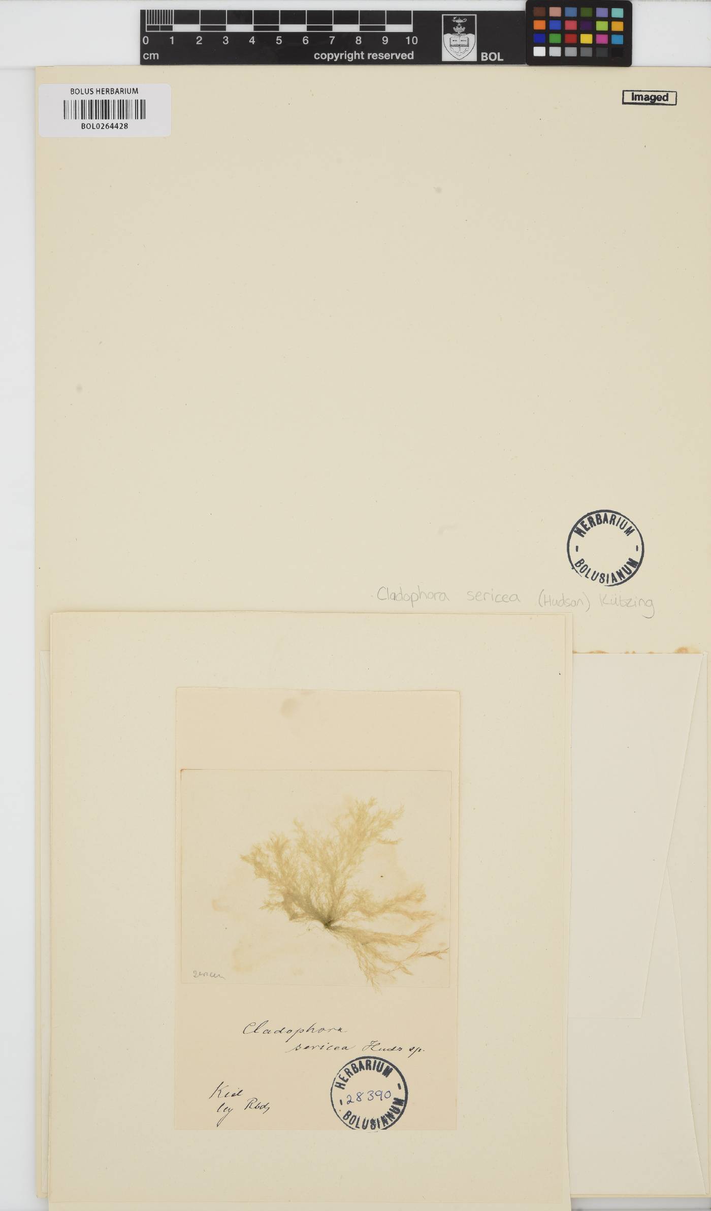 Cladophora sericea image