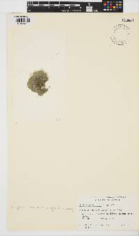 Lychaete pellucida image