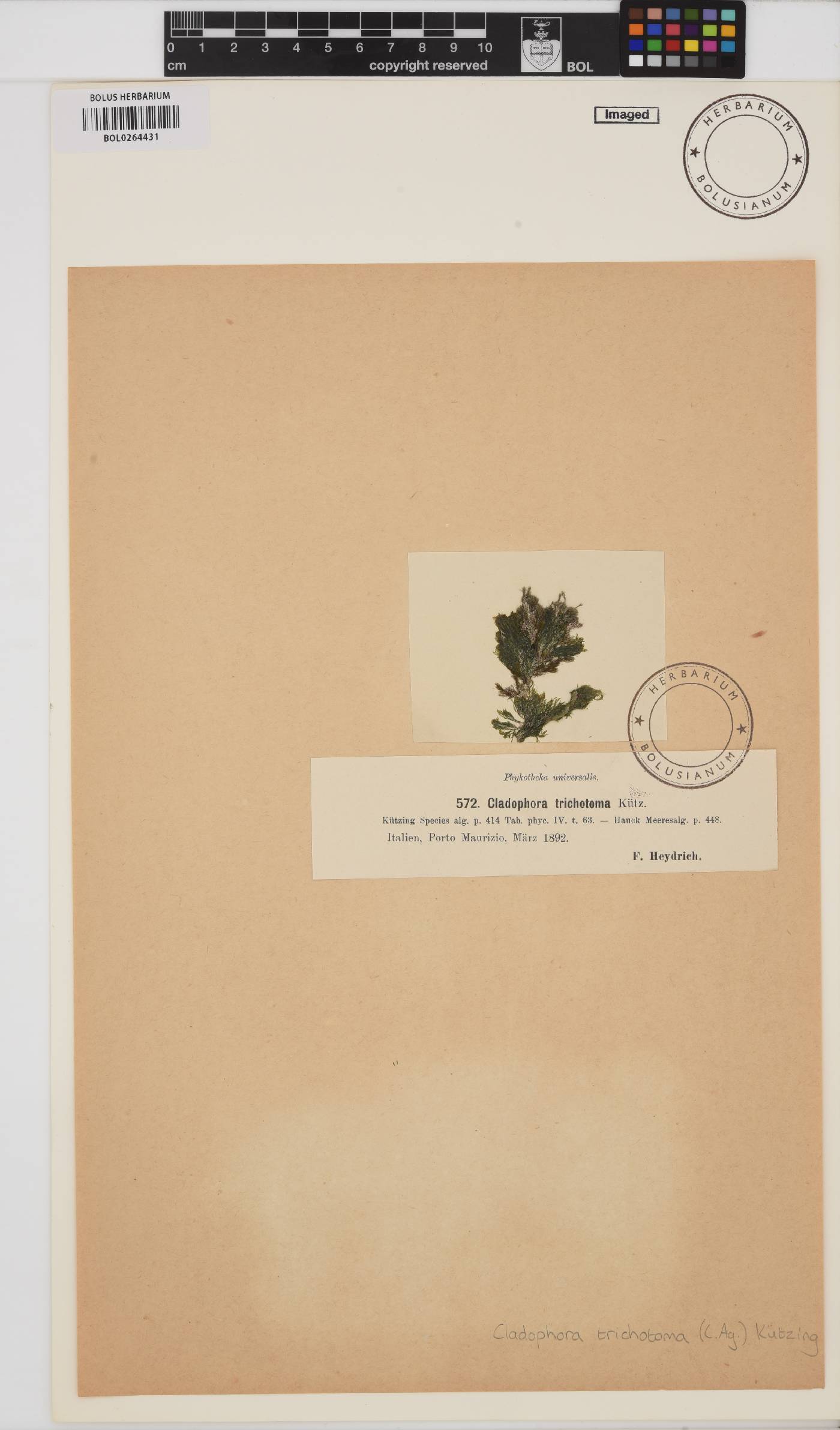Lychaete pellucida image