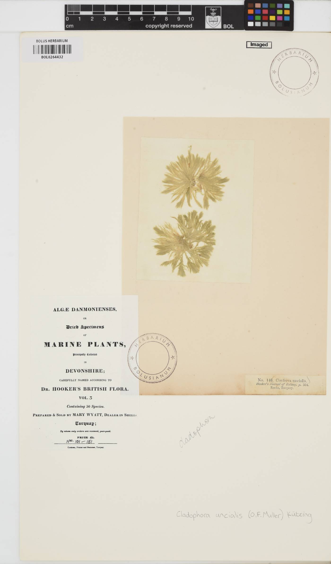 Acrosiphoniaceae image