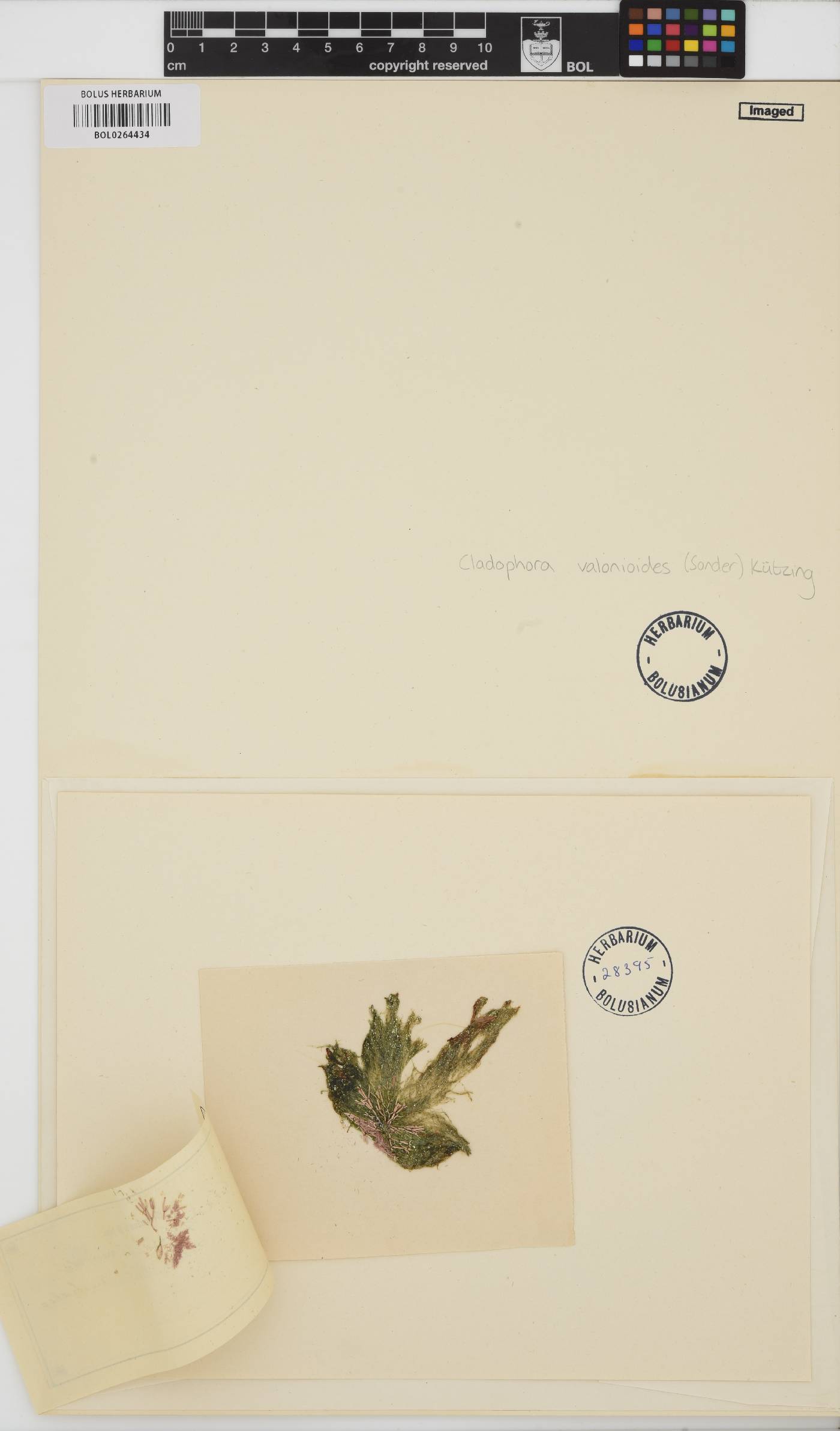 Cladophora valonioides image