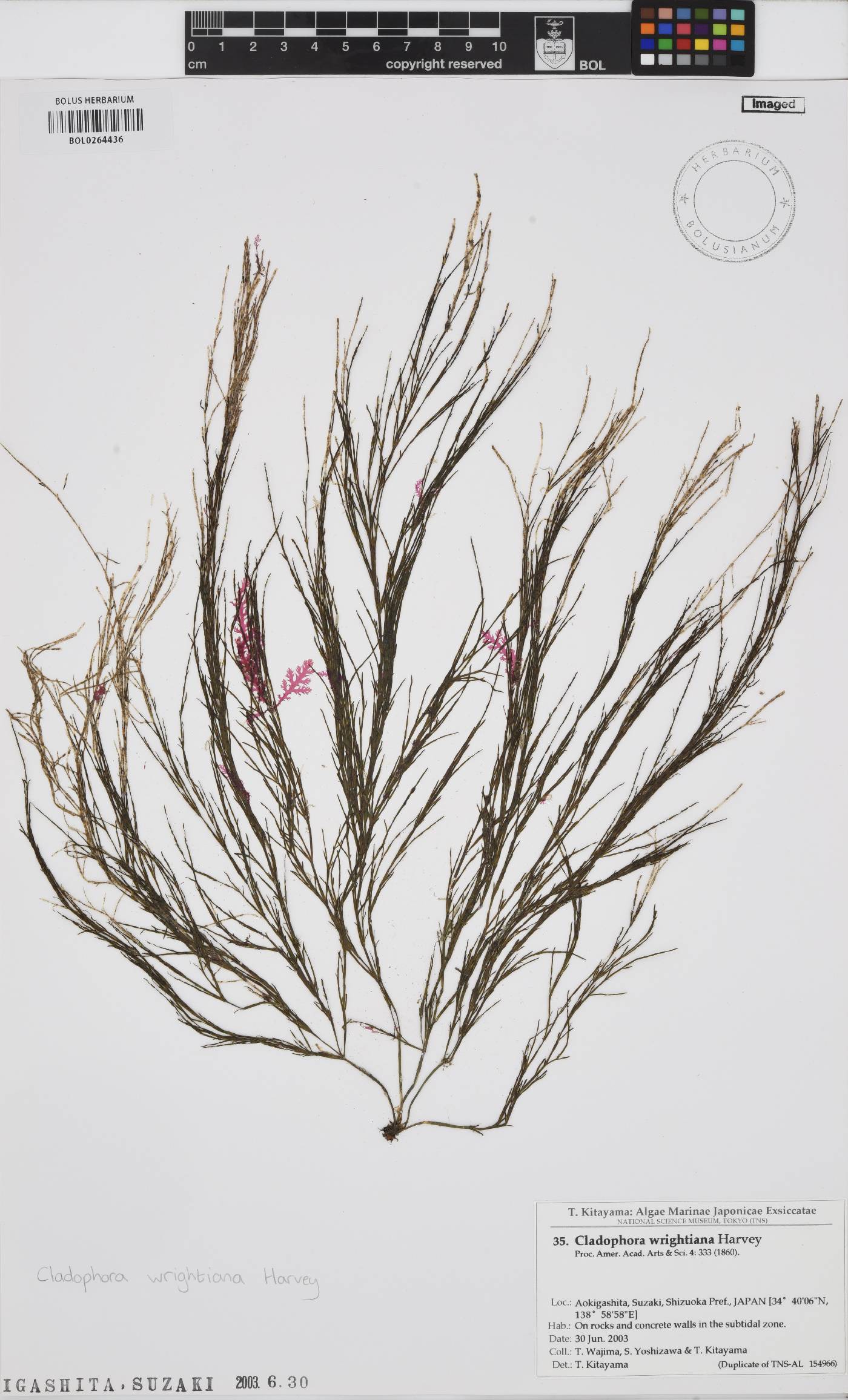 Cladophora wrightiana image