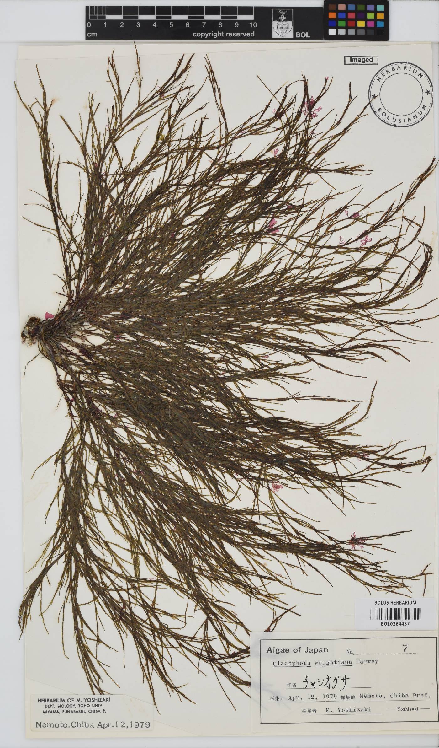 Cladophora wrightiana image