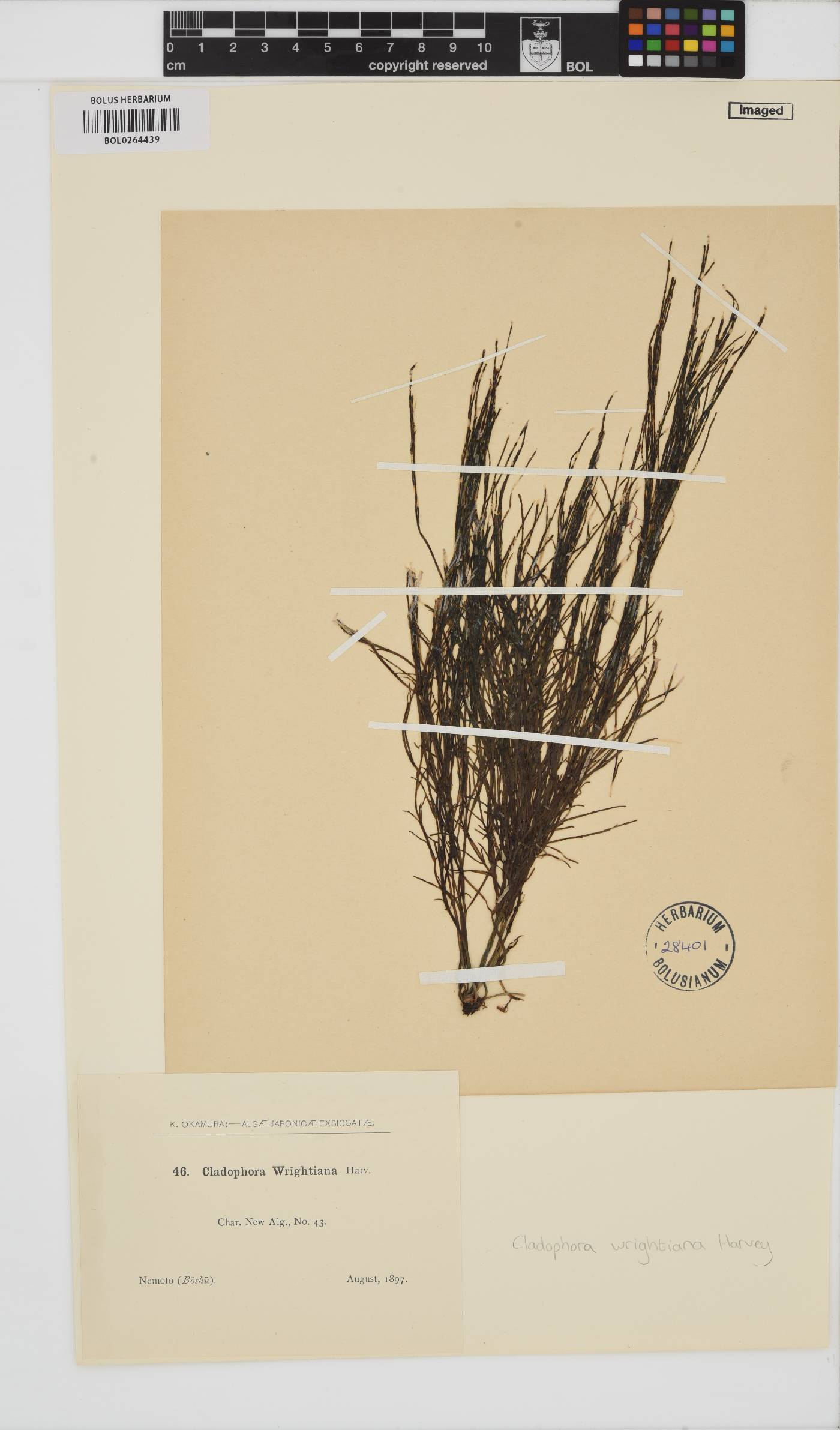 Cladophora wrightiana image