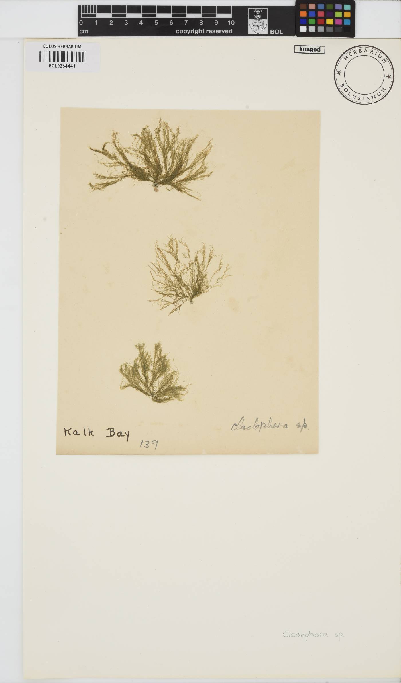 Cladophora image