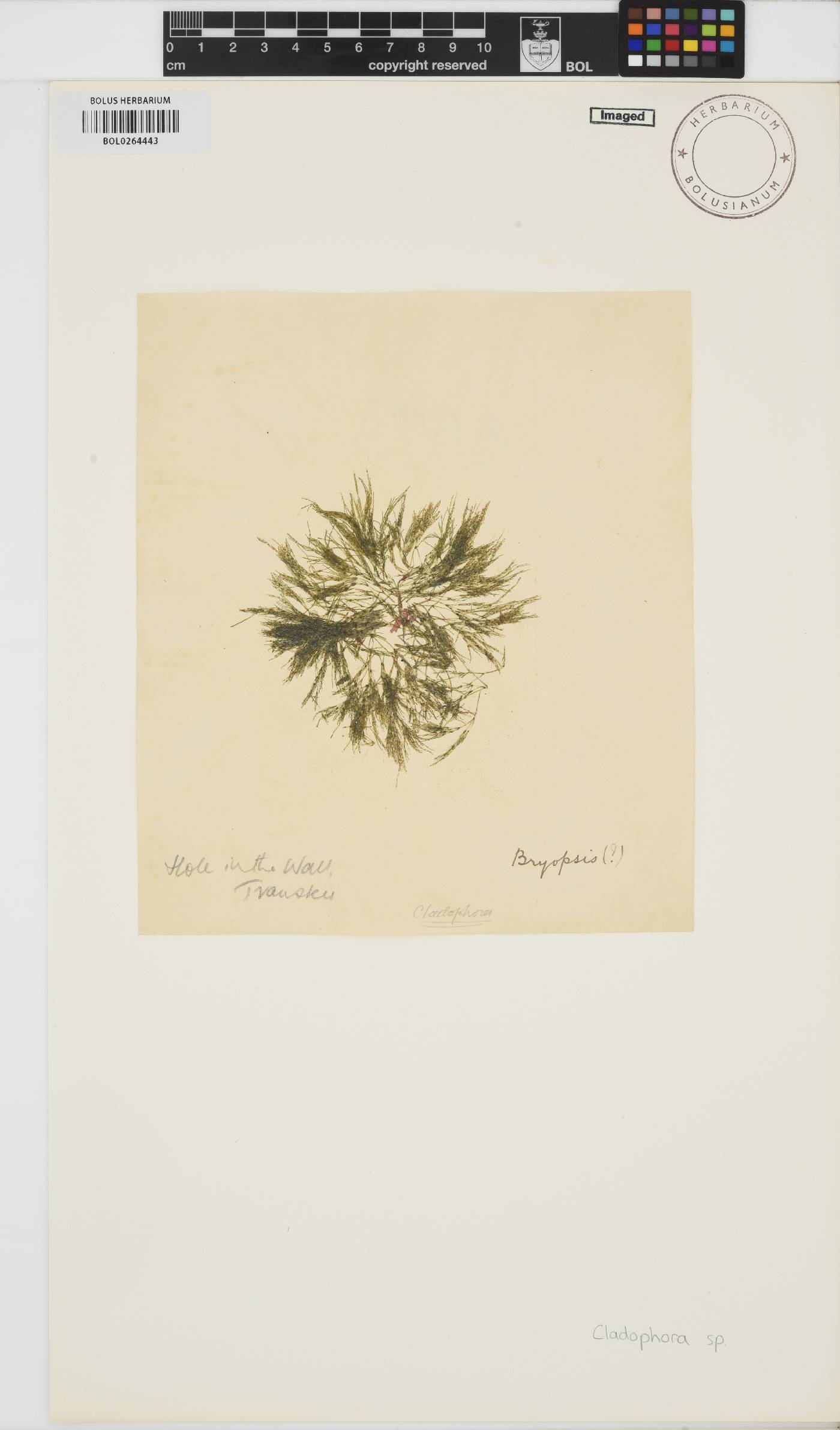 Cladophora image