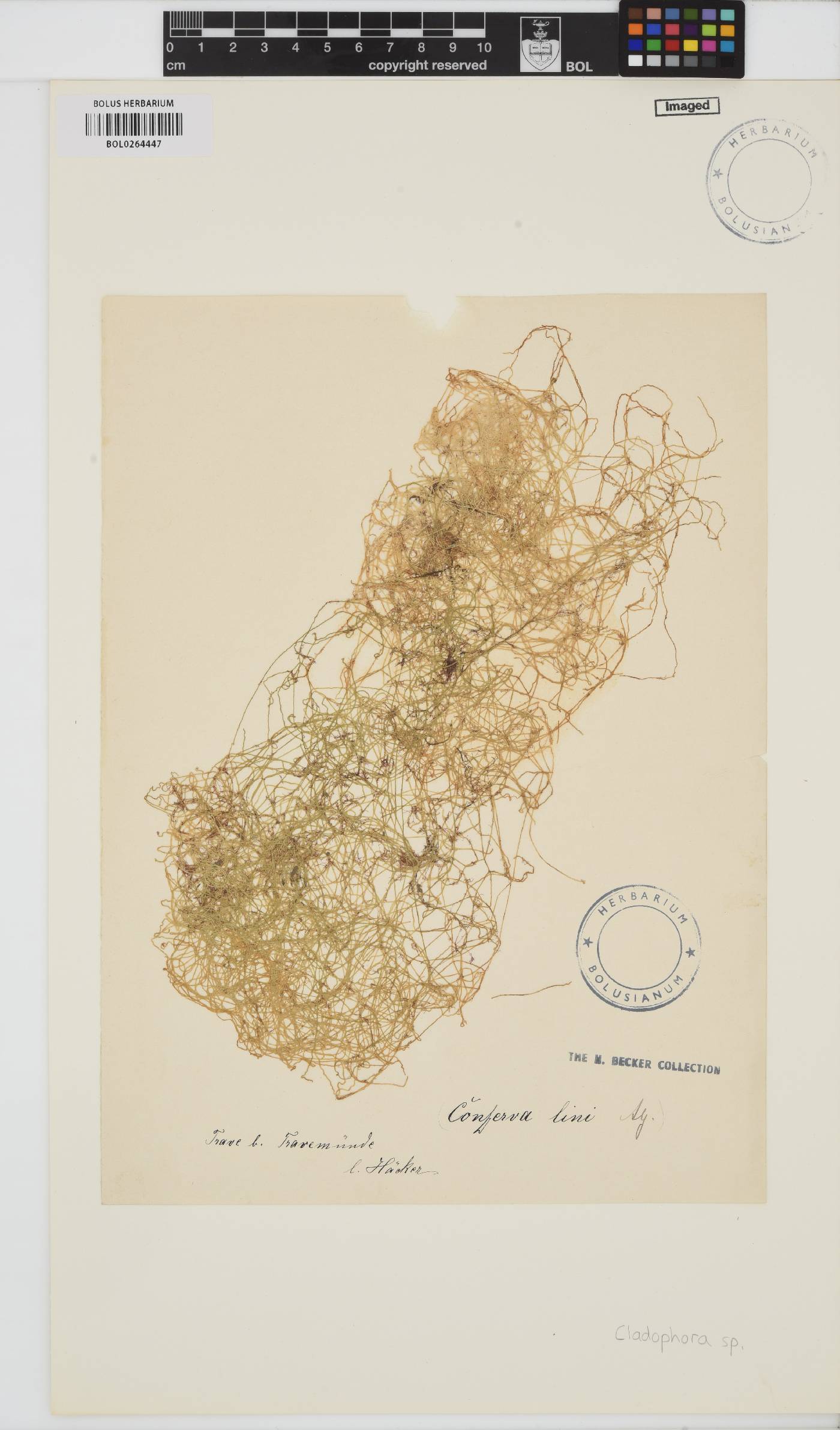 Cladophoraceae image