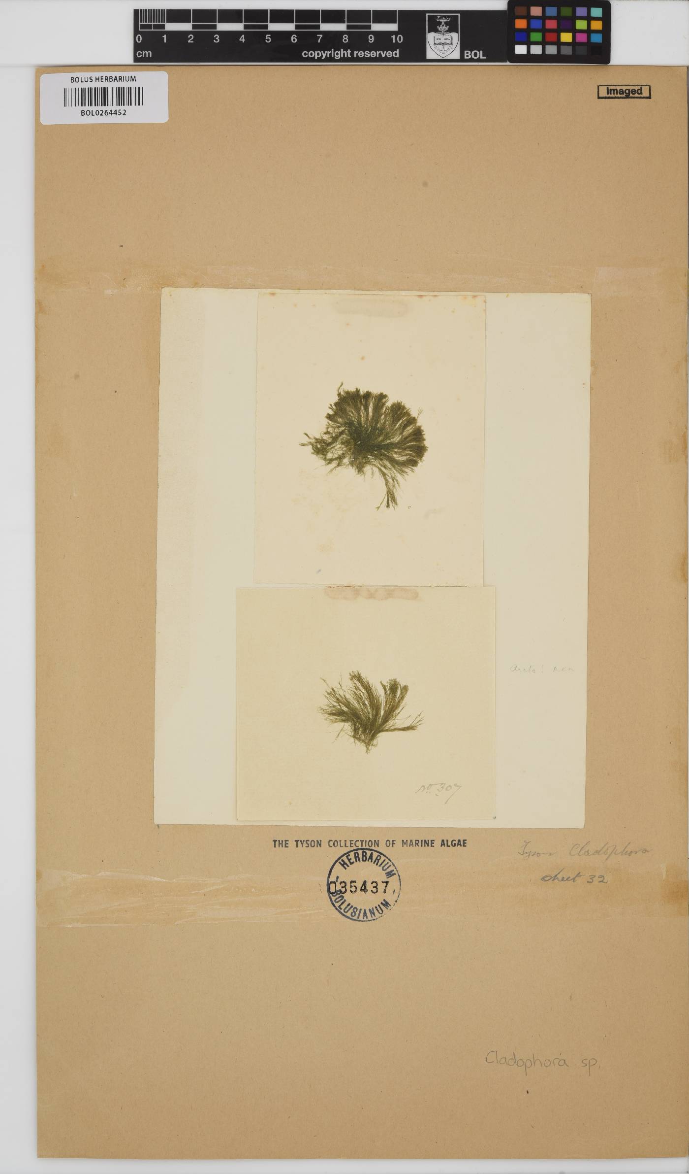 Chlorophyta image