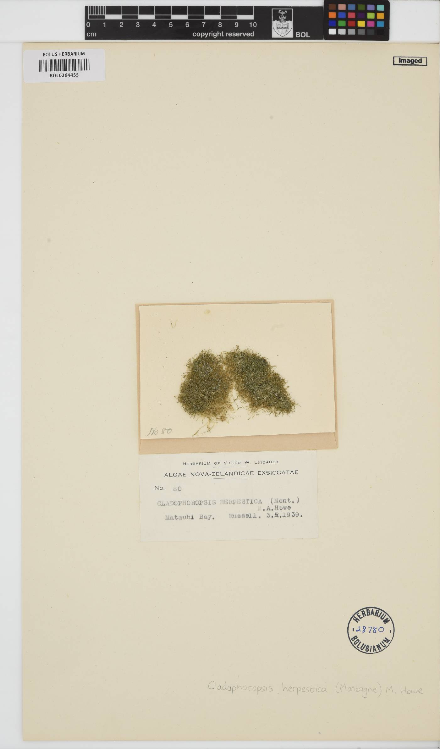 Lychaete herpestica image