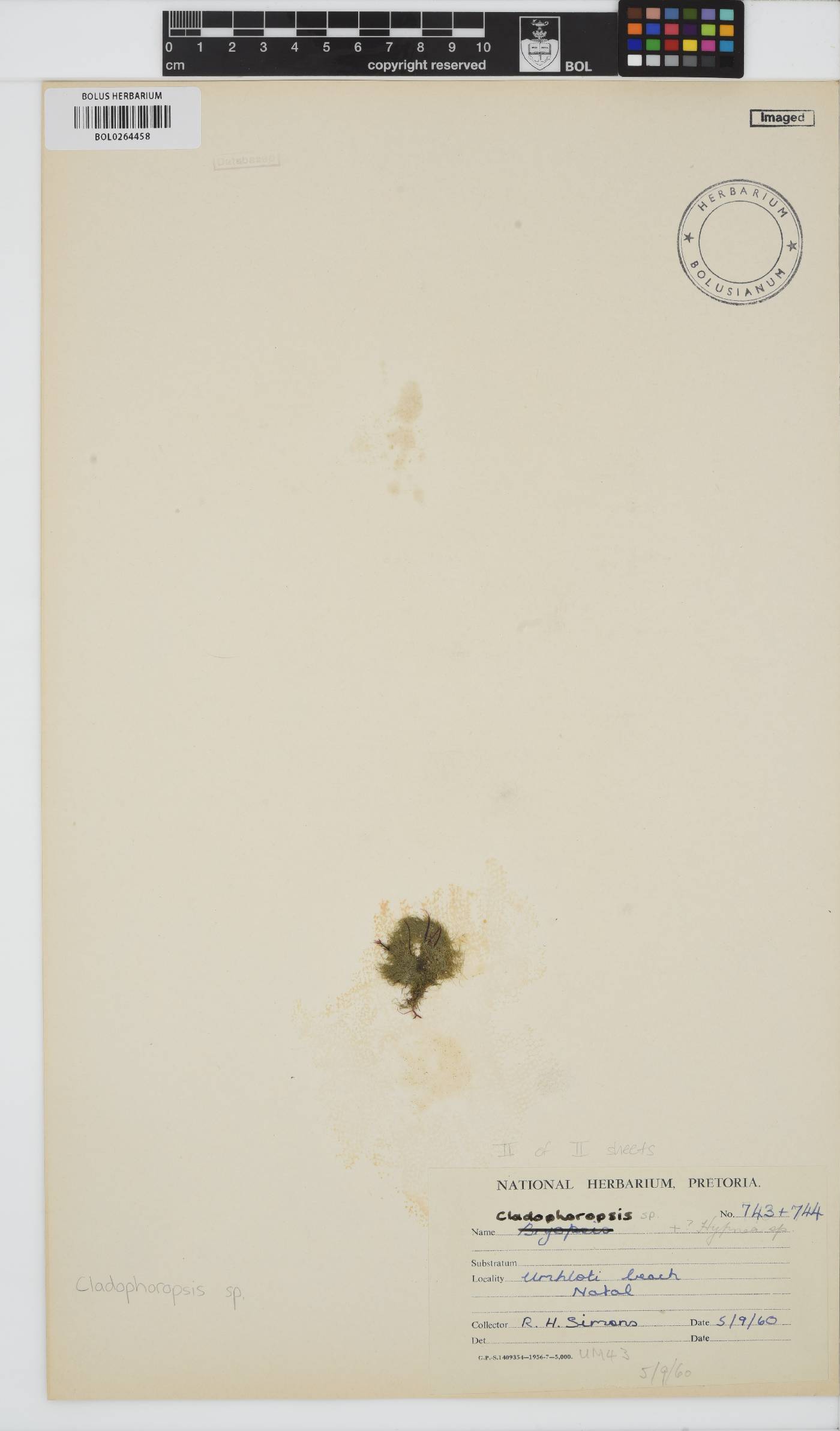 Cladophoropsis image