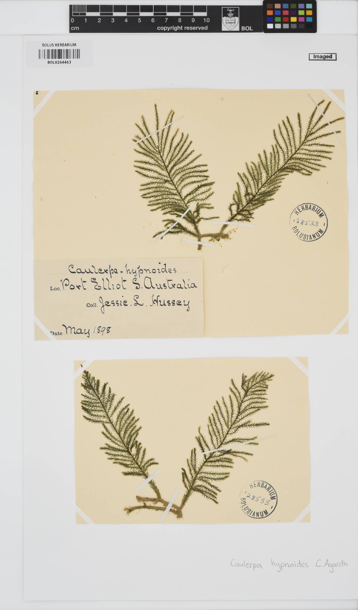 Caulerpa flexilis image