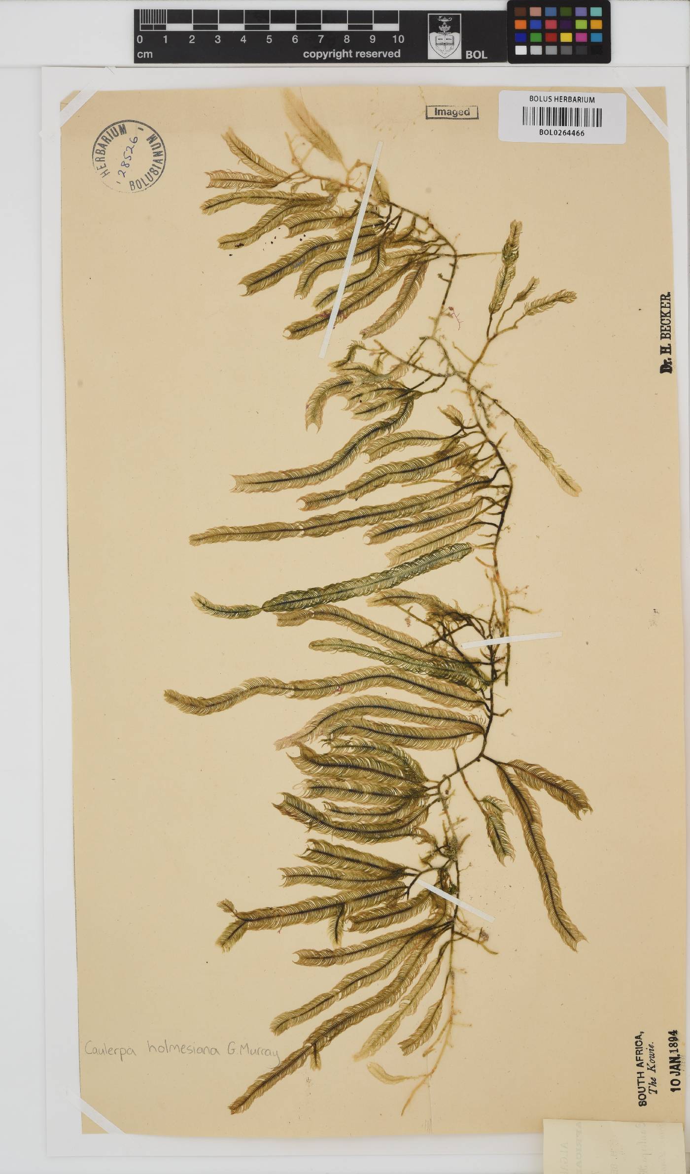 Caulerpa image