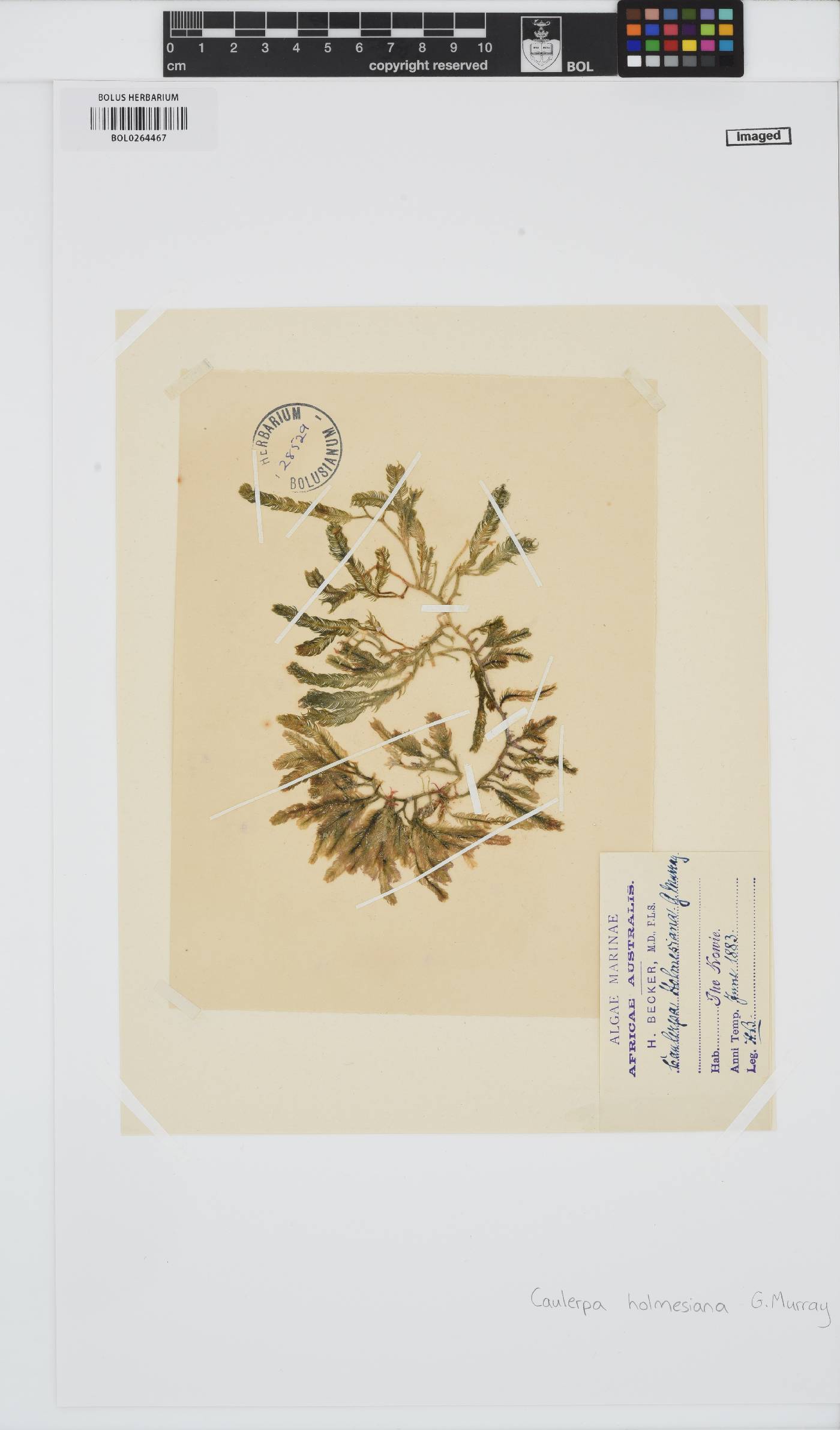 Caulerpa holmesiana image