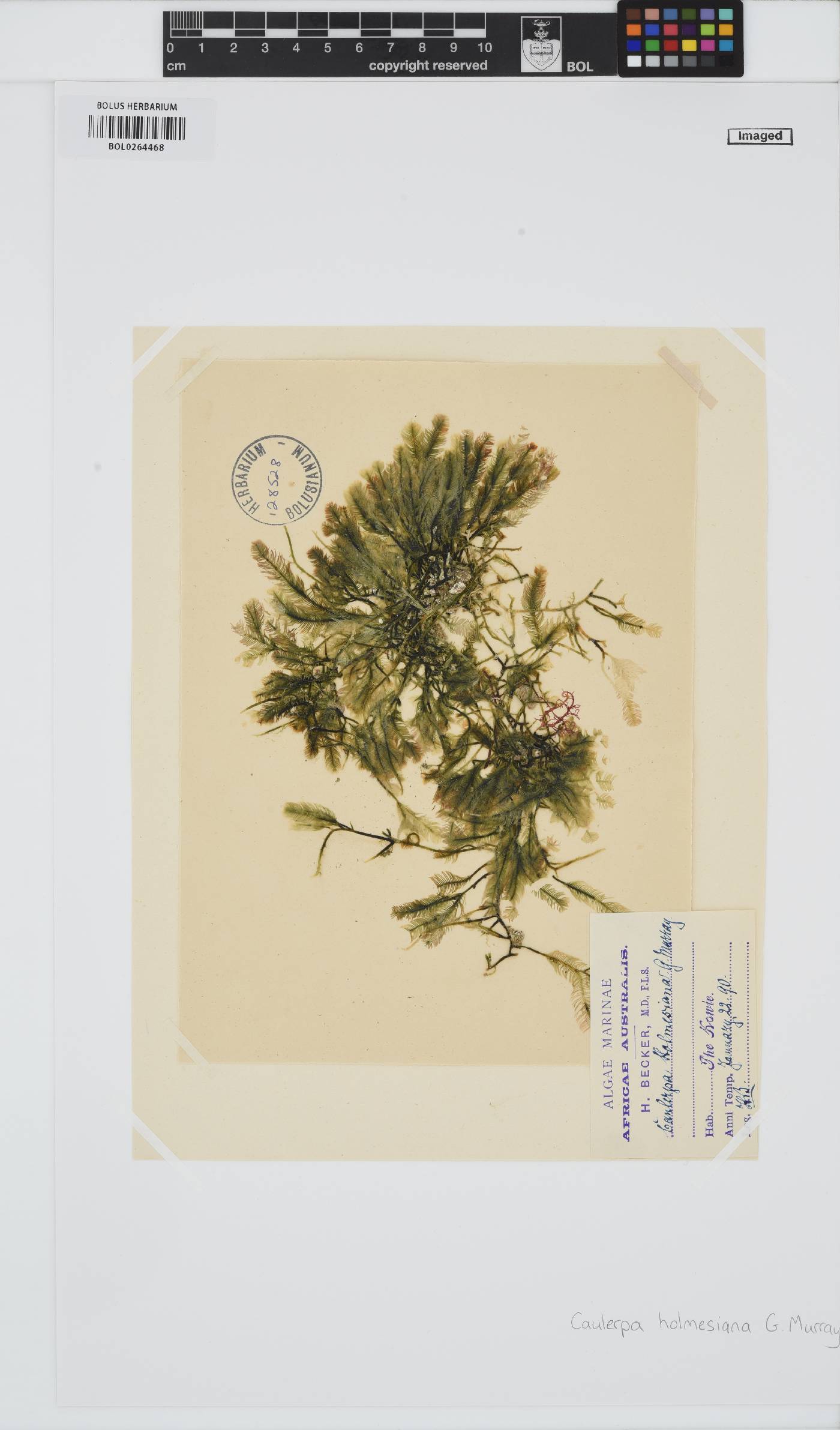 Caulerpa holmesiana image
