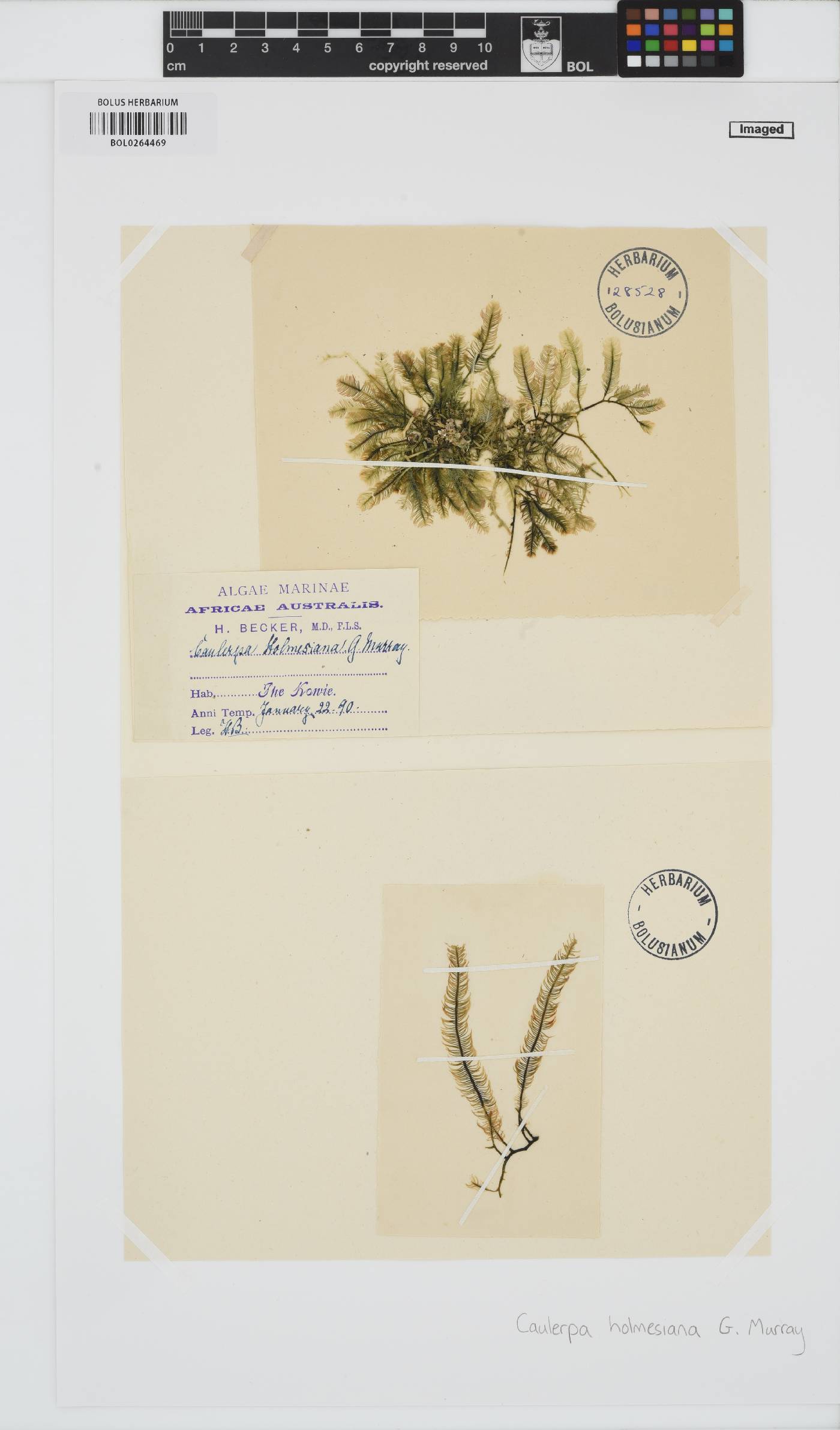 Caulerpa holmesiana image