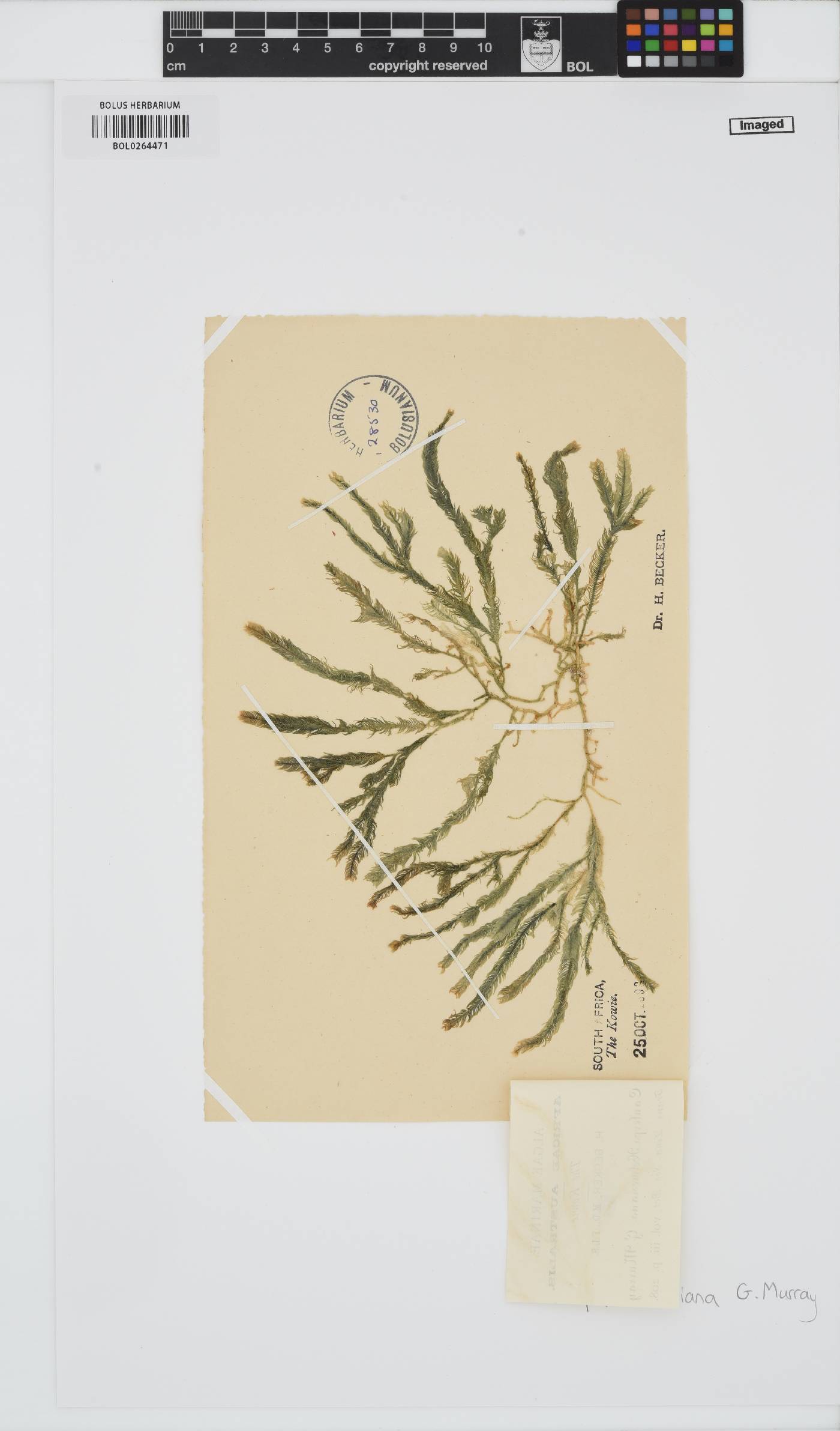 Caulerpa holmesiana image
