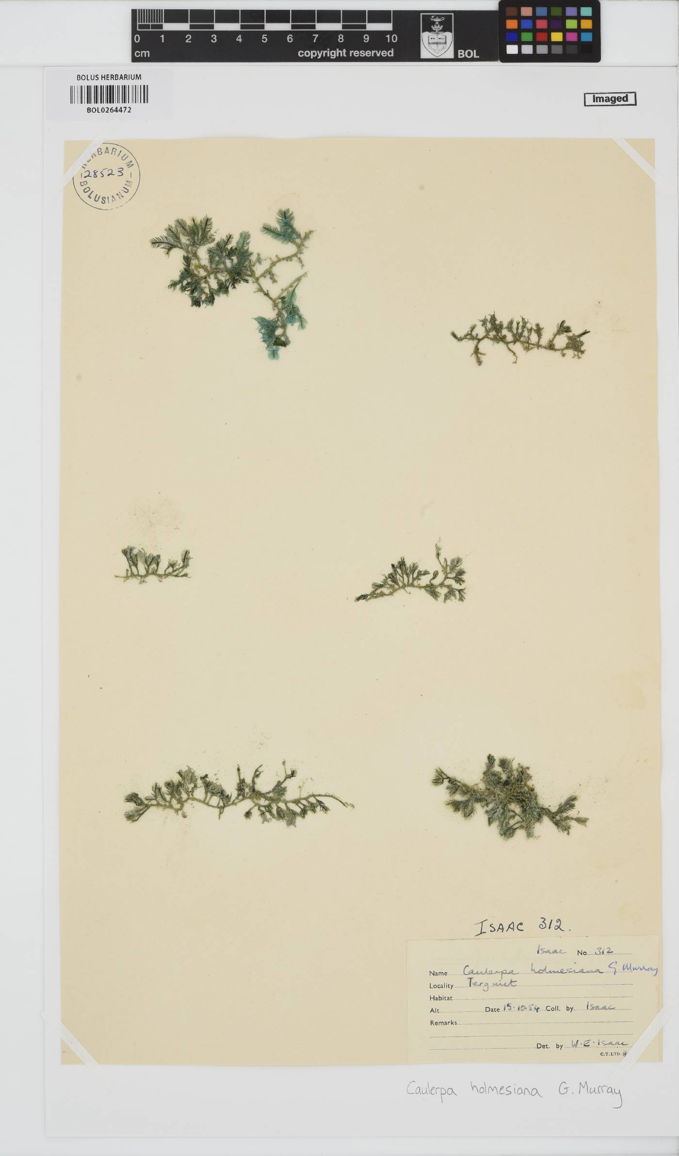 Caulerpa holmesiana image