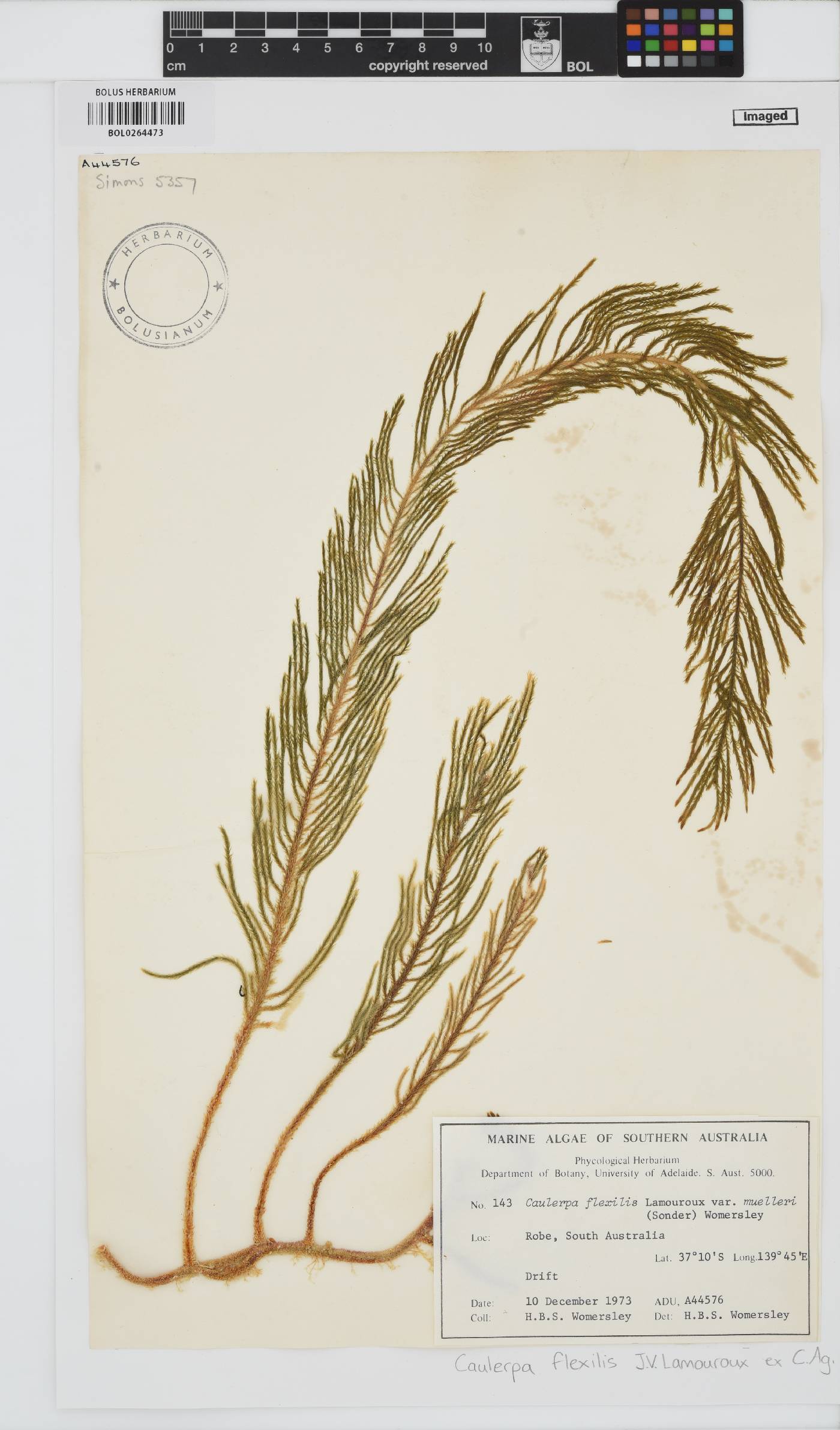 Caulerpa flexilis image