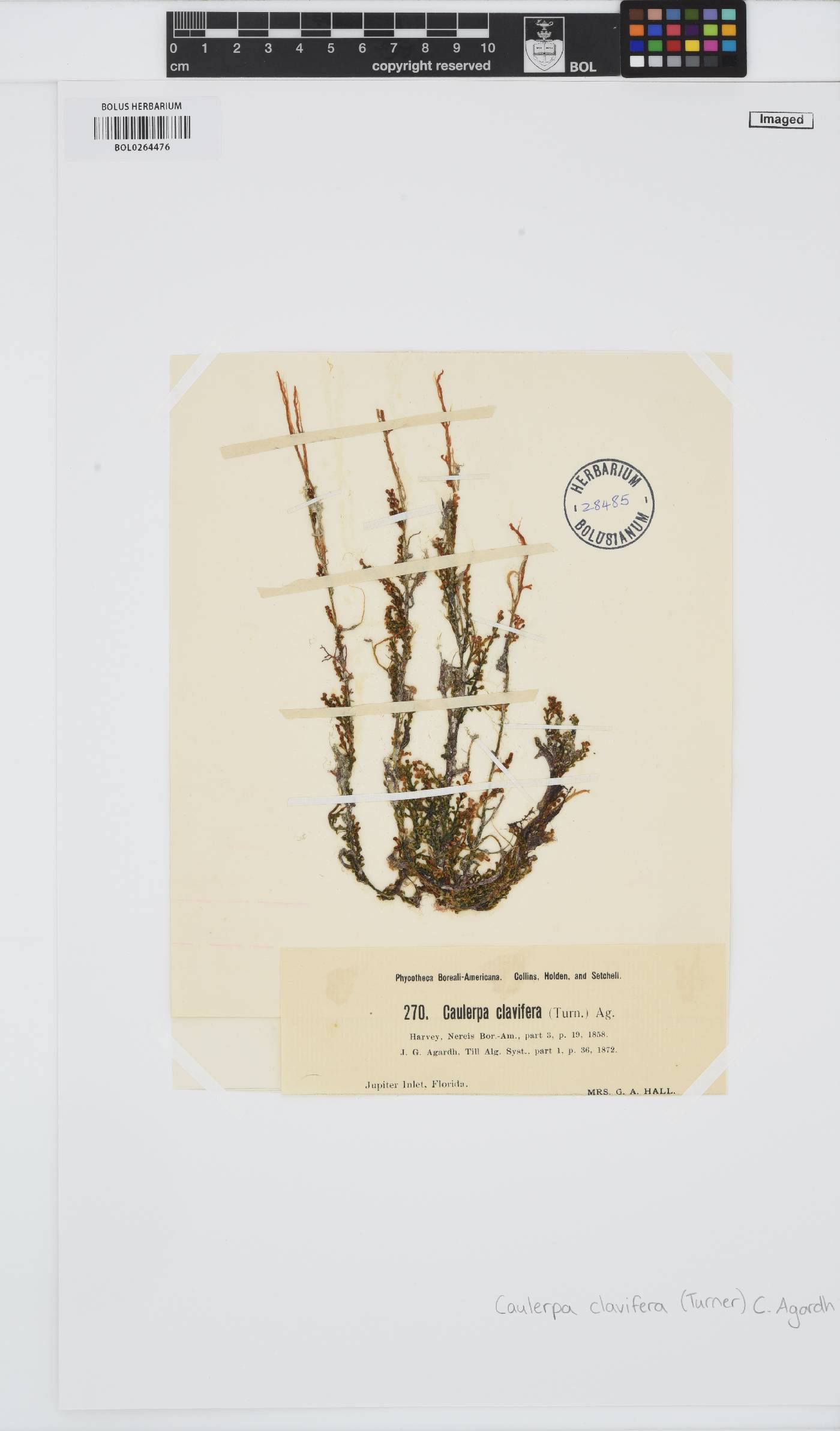 Caulerpa racemosa image