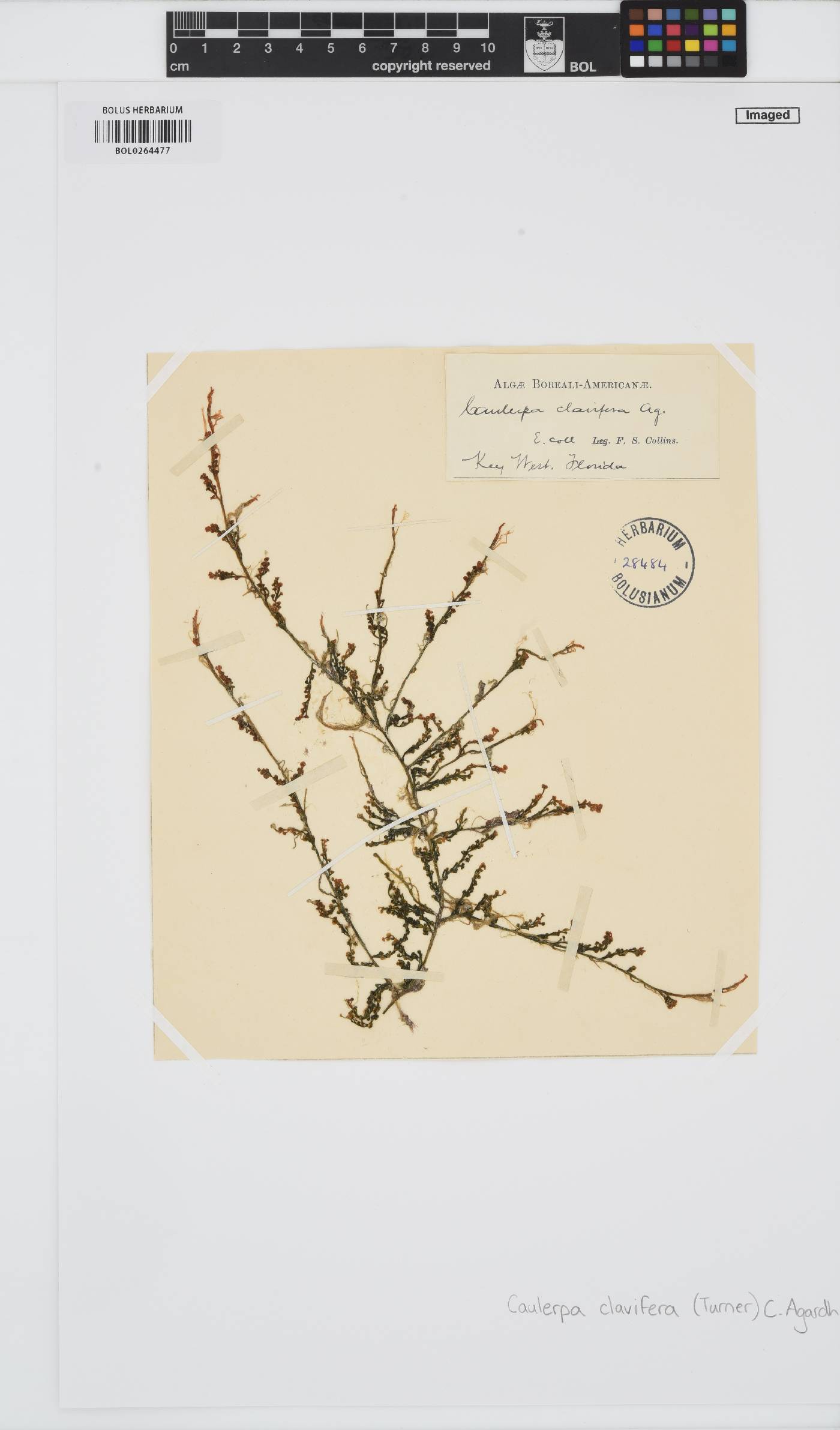 Caulerpa racemosa image