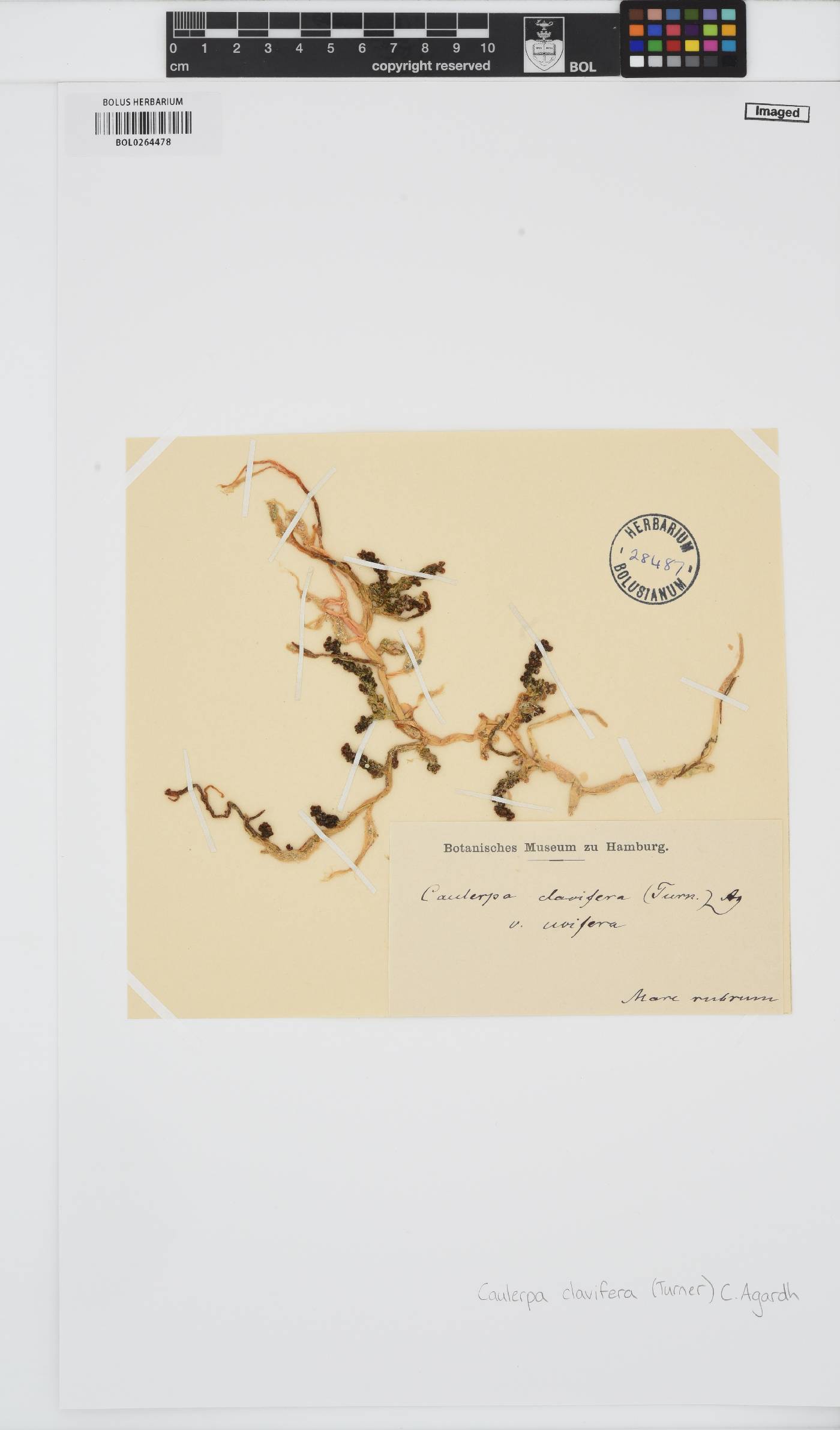 Caulerpa racemosa image