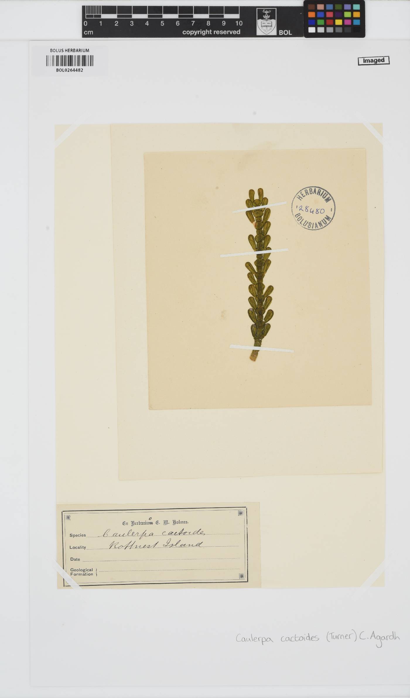 Caulerpa cactoides image
