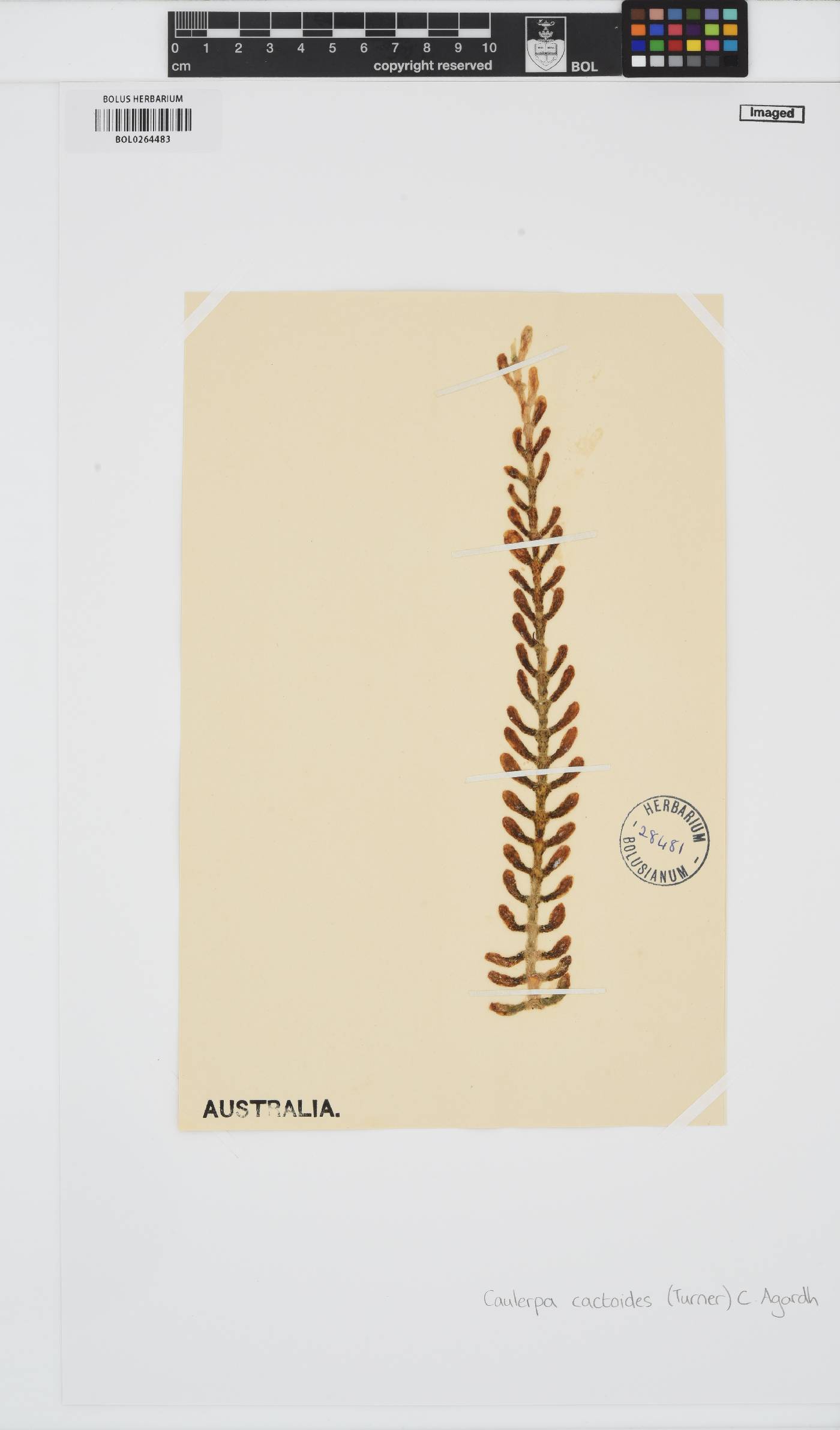 Caulerpa cactoides image