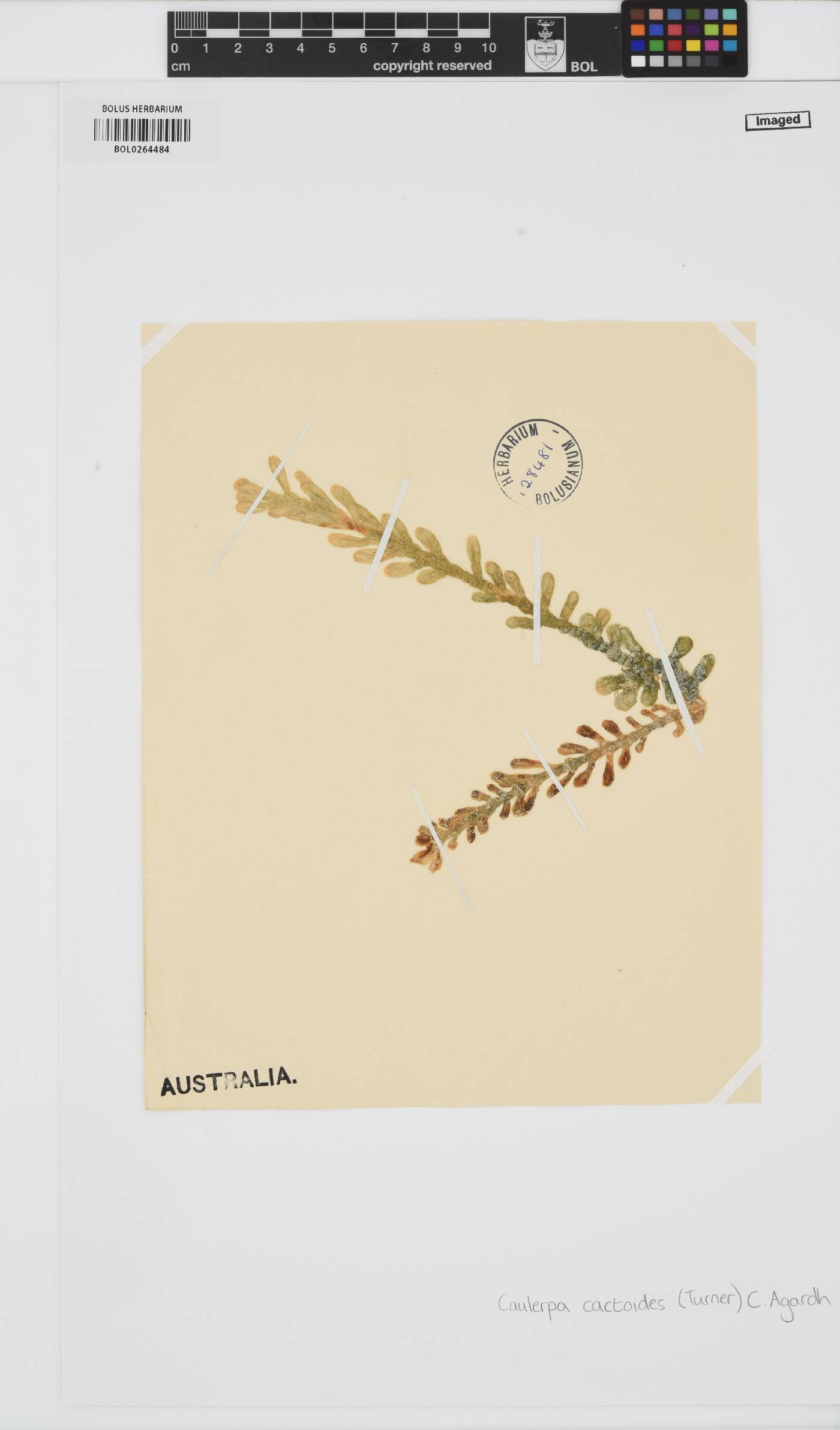 Caulerpa cactoides image