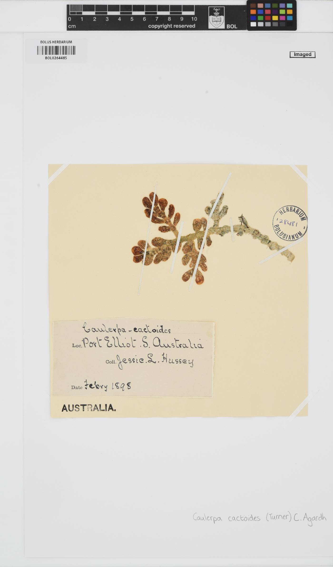 Caulerpa cactoides image