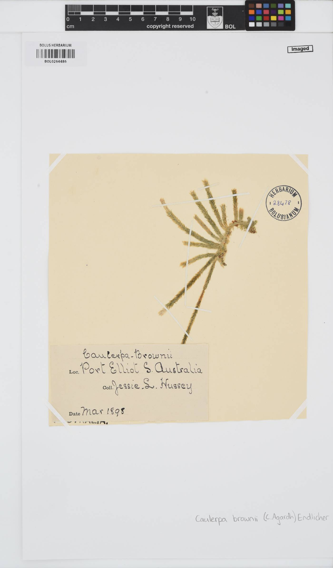 Caulerpa brownii image