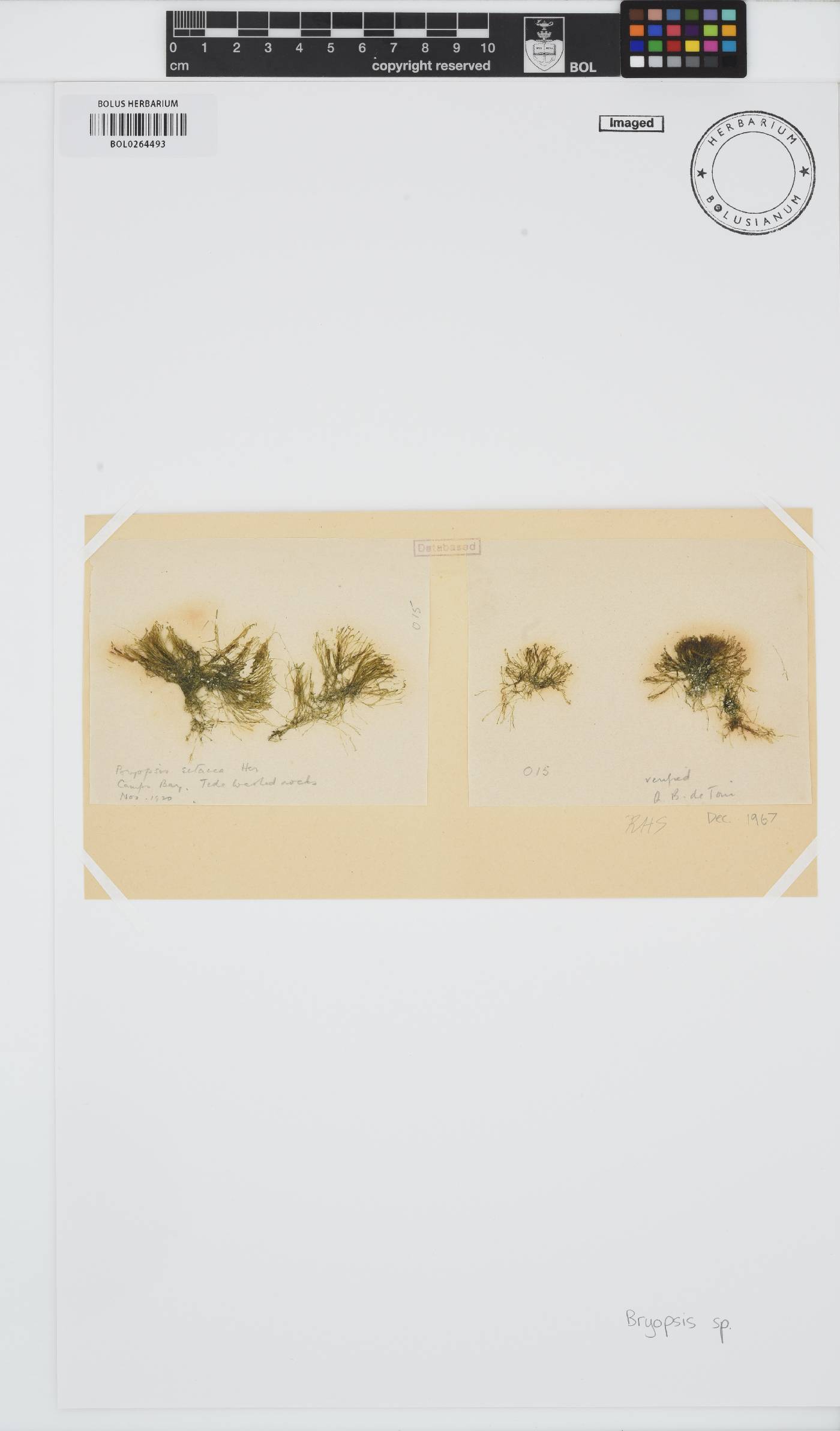 Bryopsis image