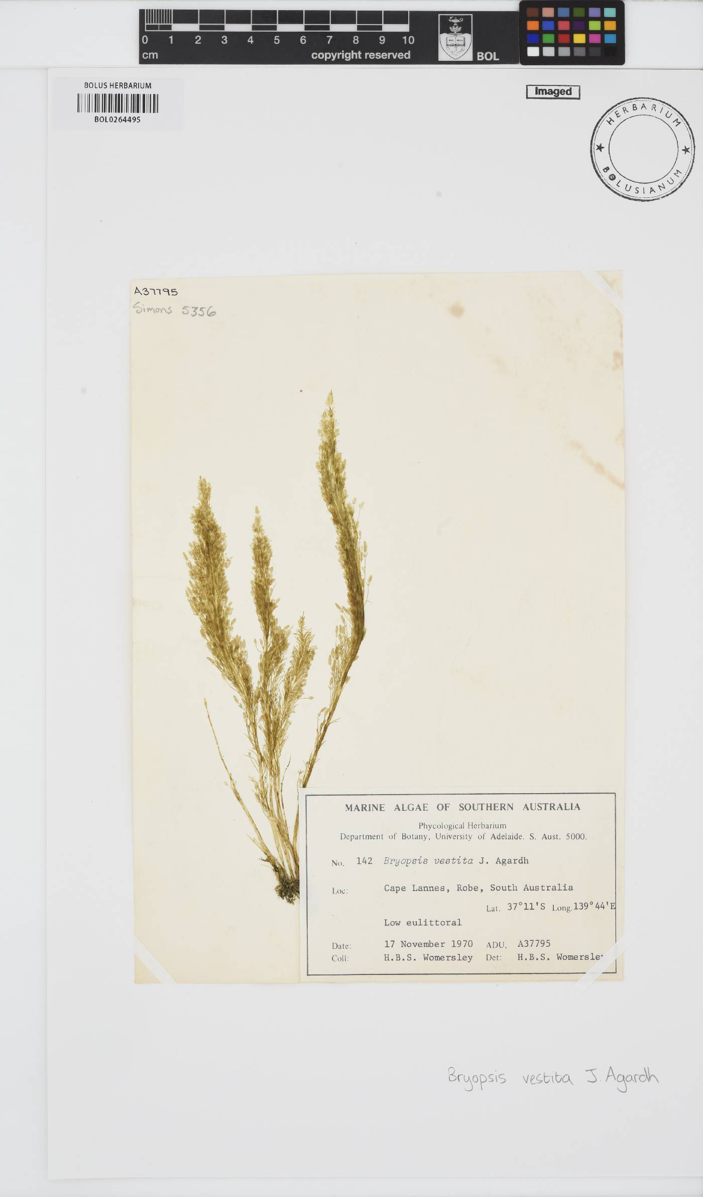 Bryopsis vestita image