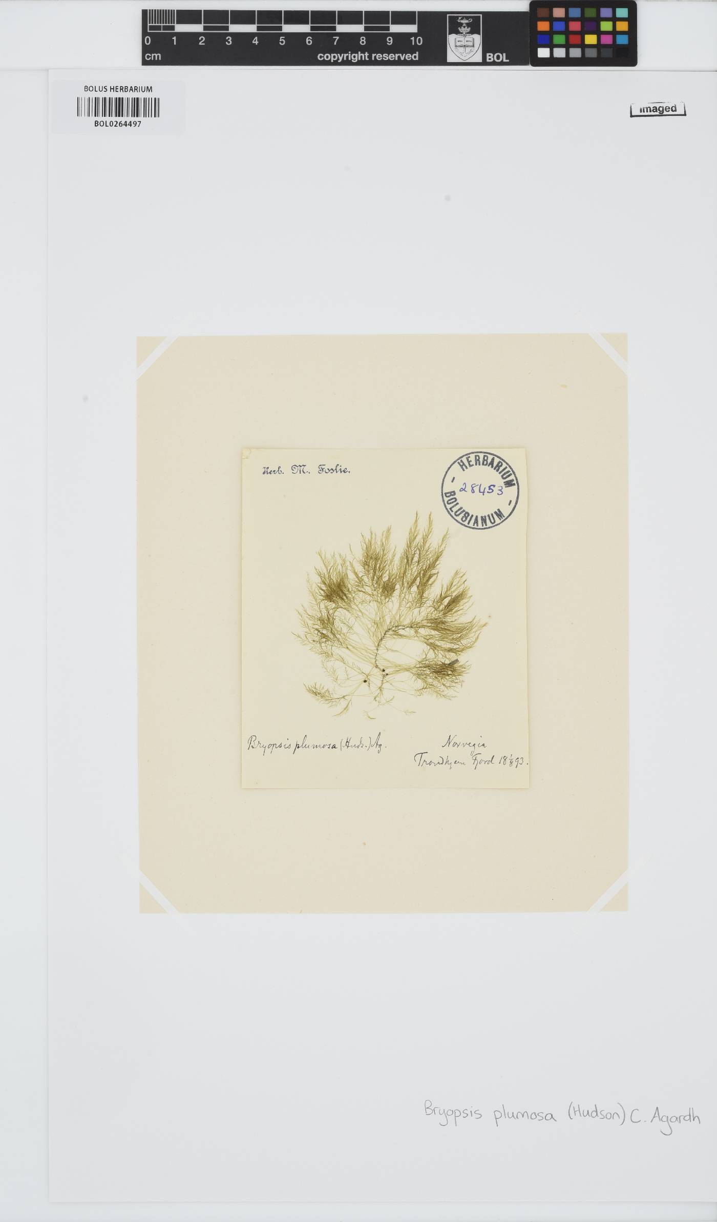Bryopsis plumosa image