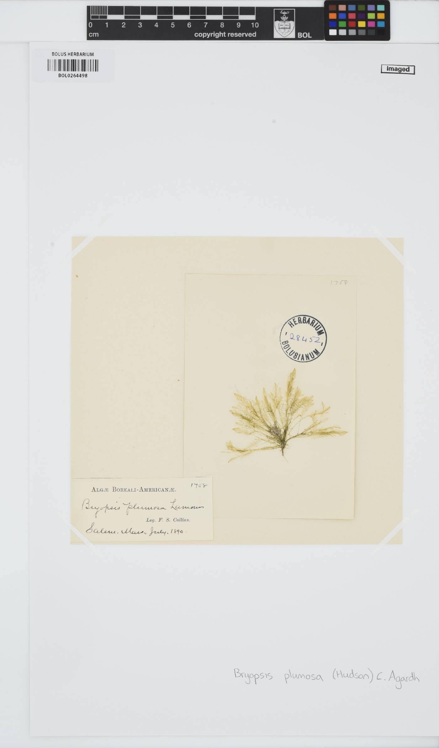 Bryopsis plumosa image