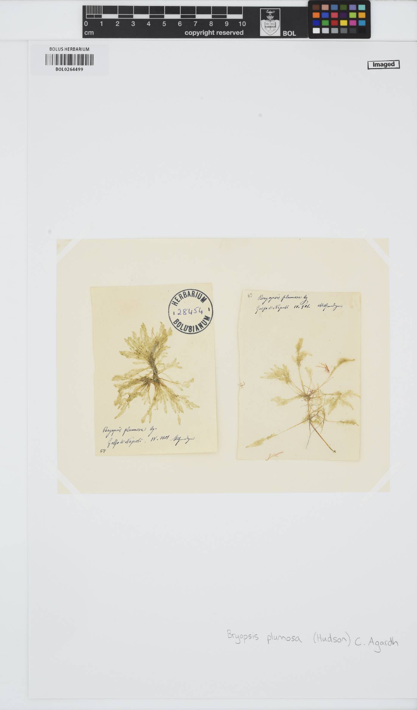 Bryopsis plumosa image