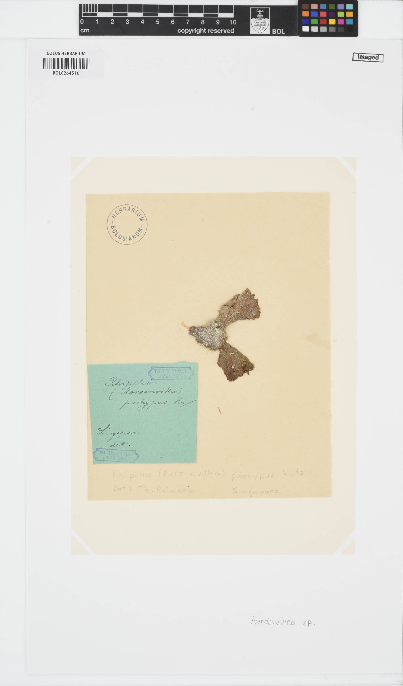 Dichotomosiphonaceae image