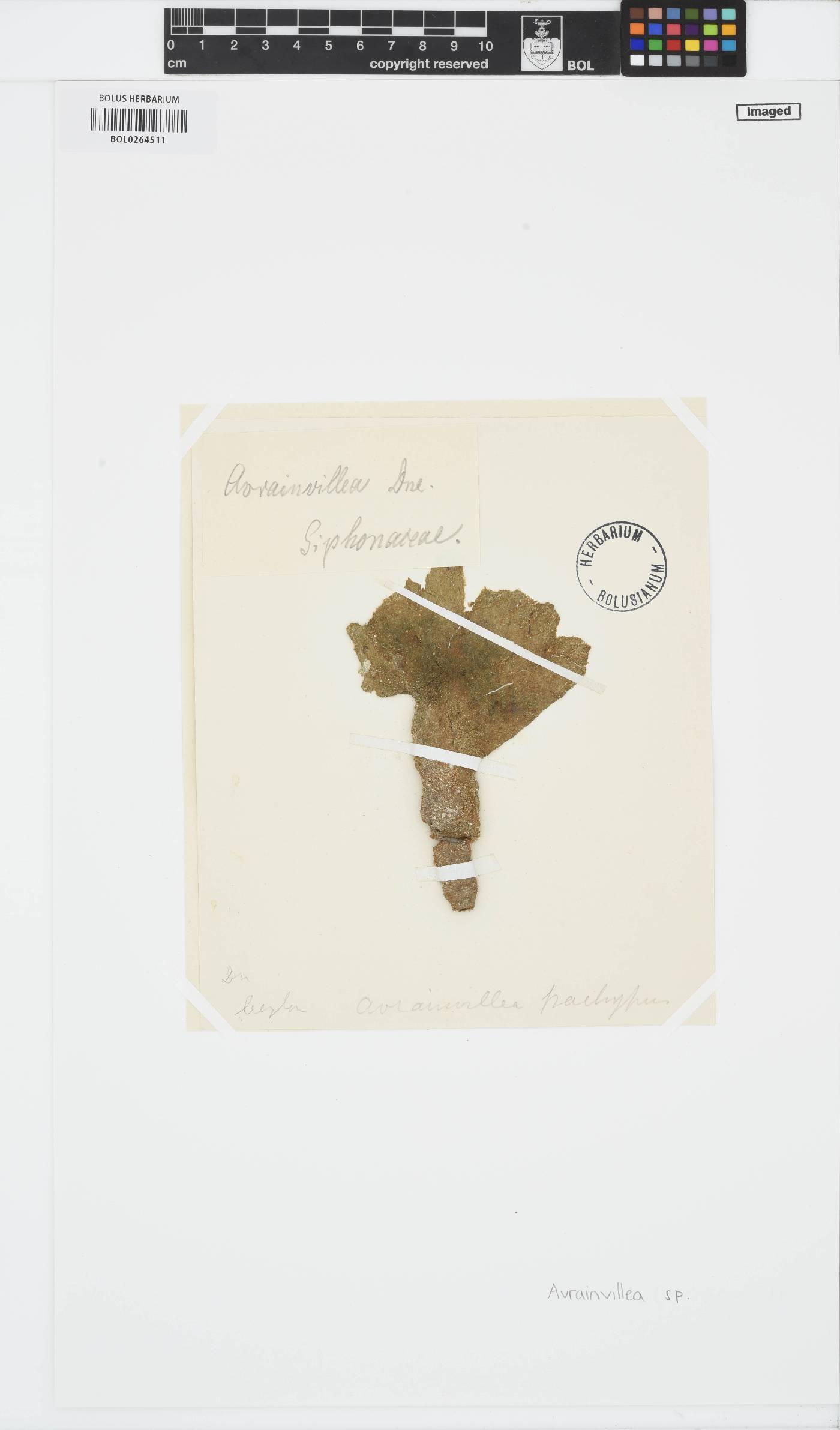 Dichotomosiphonaceae image