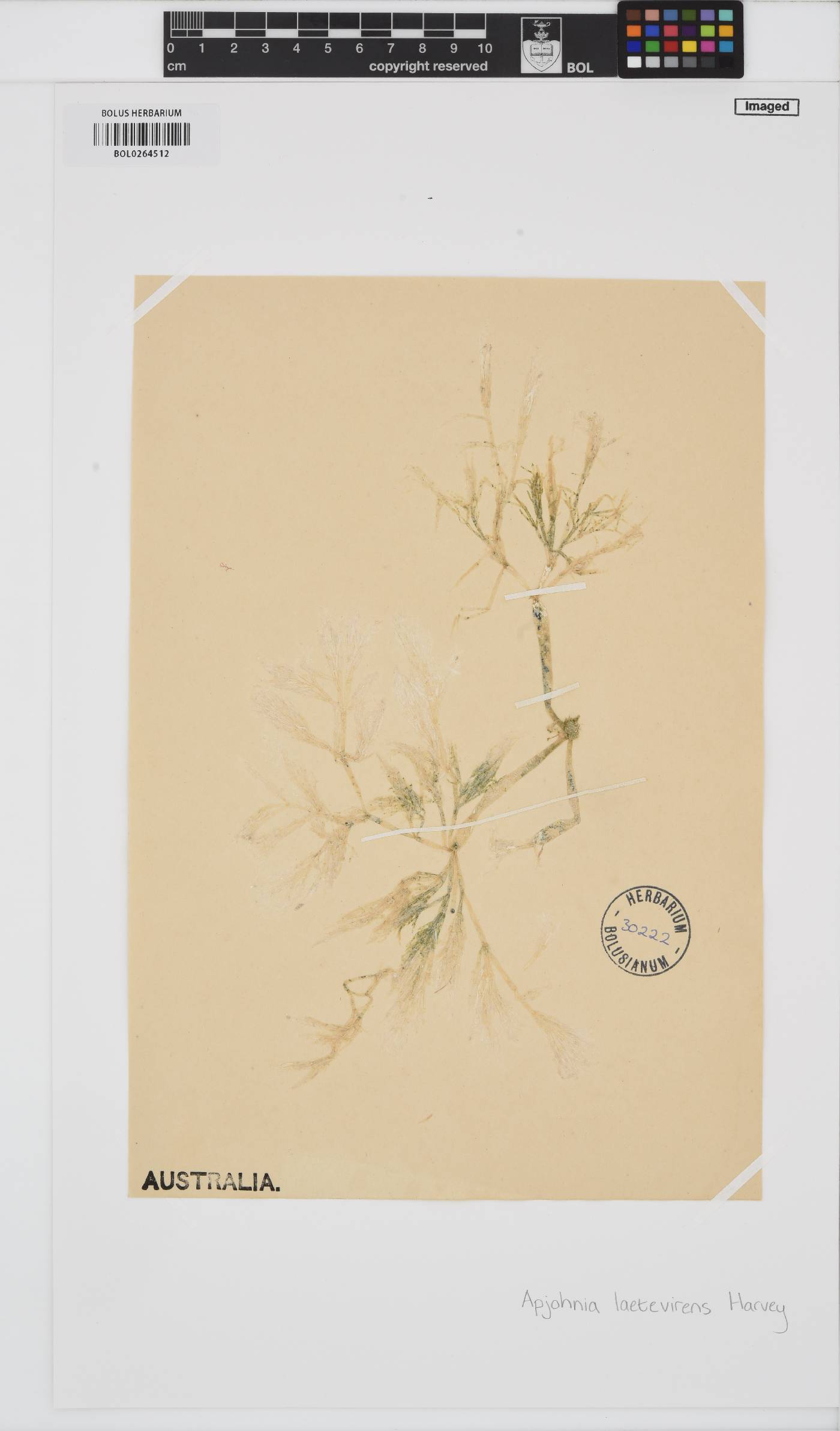 Apjohnia laetevirens image